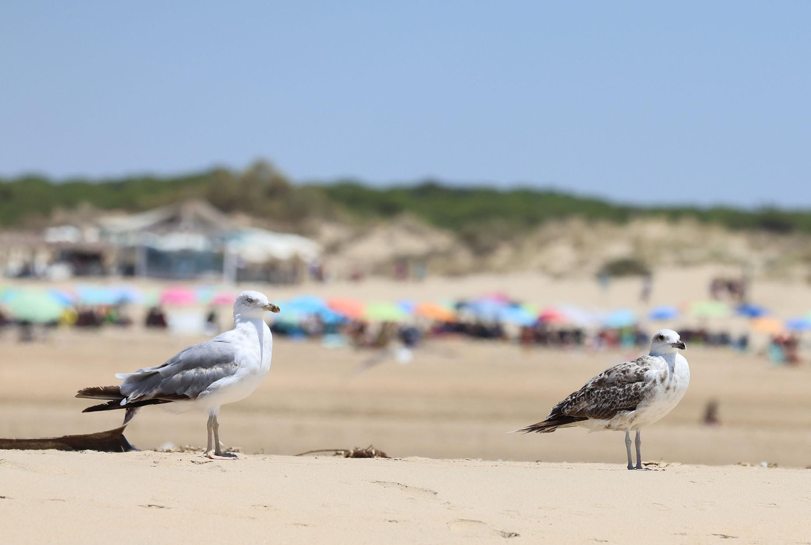 Ambiente en las playas de Huelva en la mañana de domingo