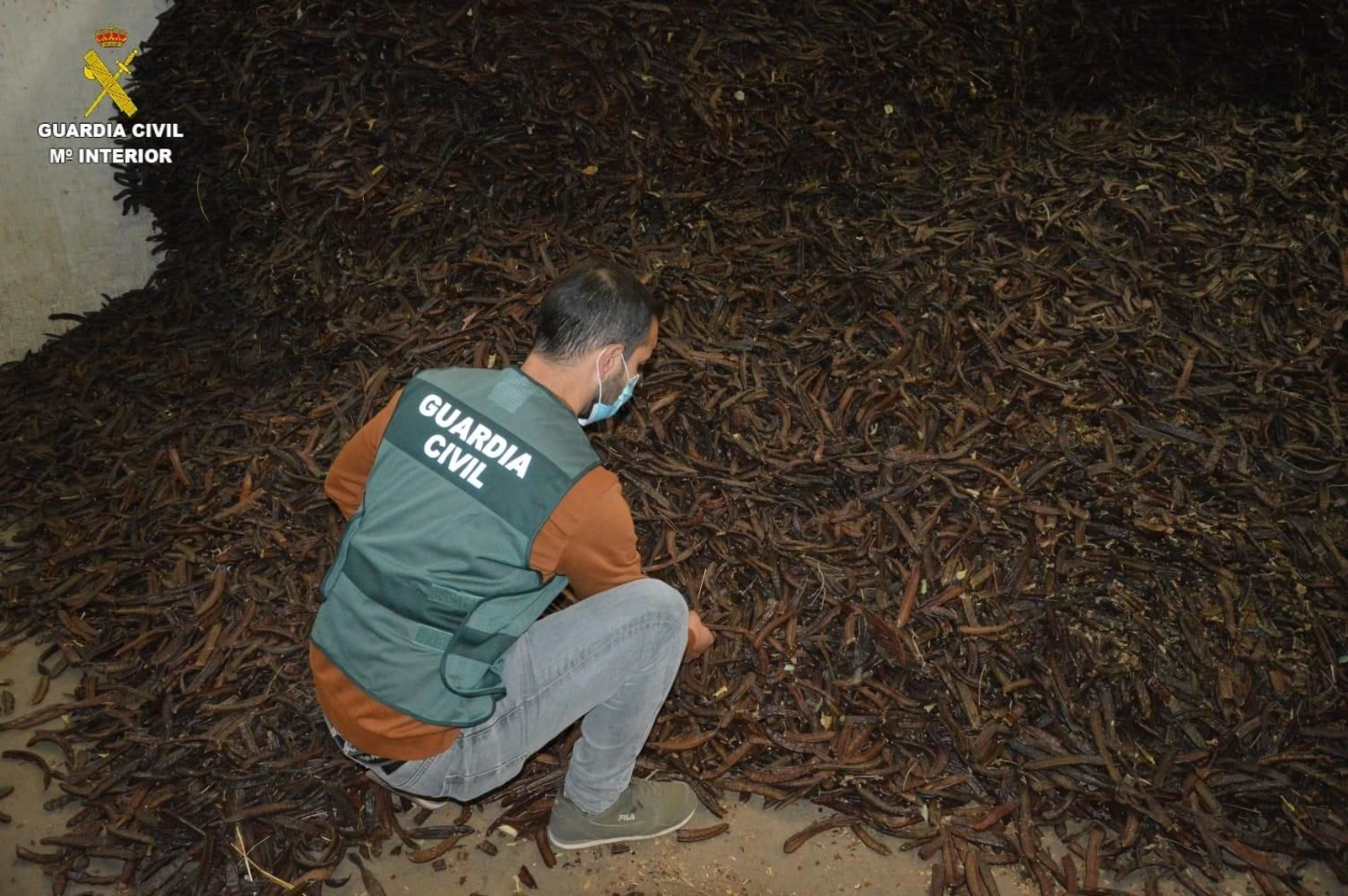 Algarrobas interceptadas por la Guardia Civil en una operación reciente. Algarrobas interceptadas por la Guardia Civil en una operación reciente.