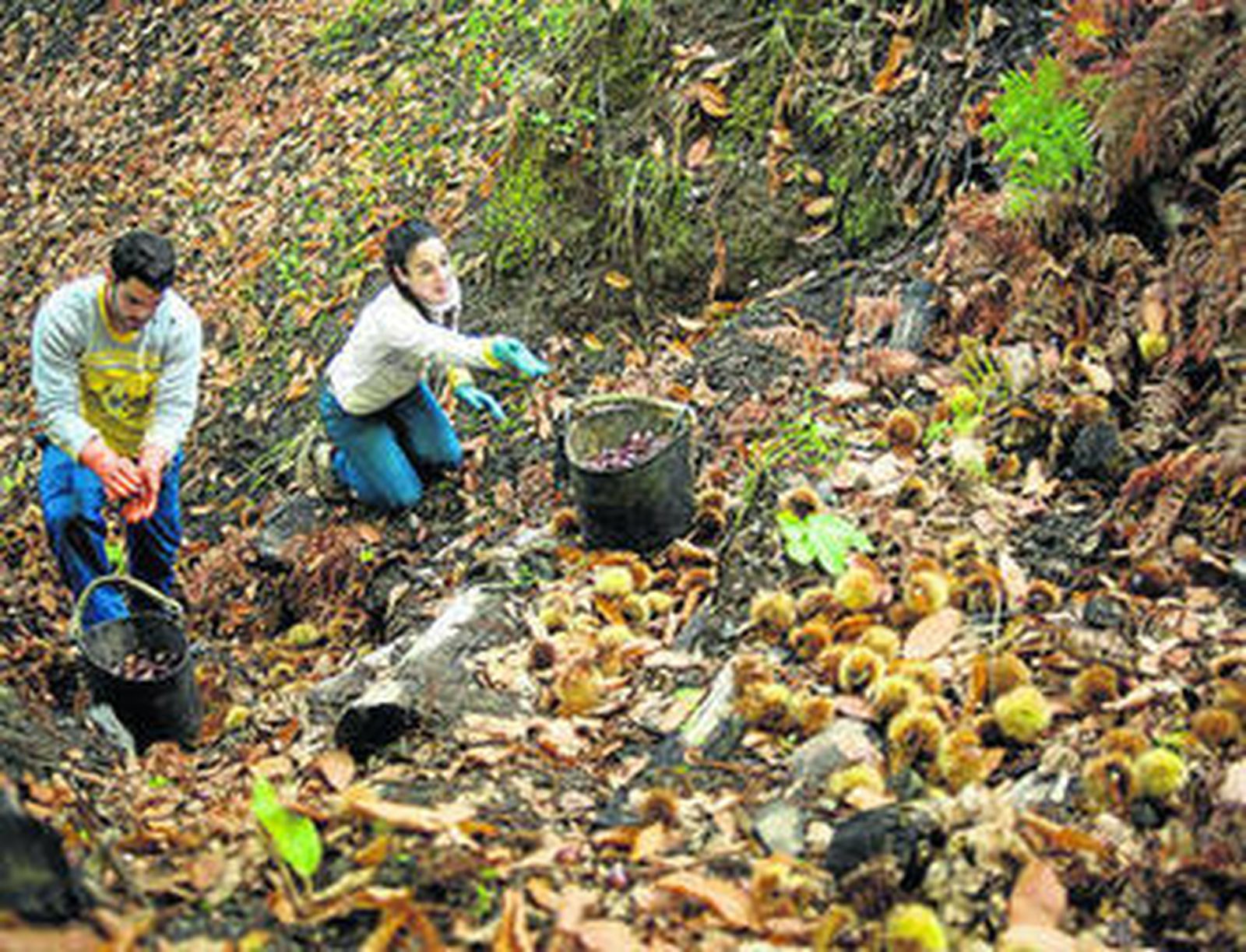 Dos personas en el comienzo de la recogida de las castañas.
