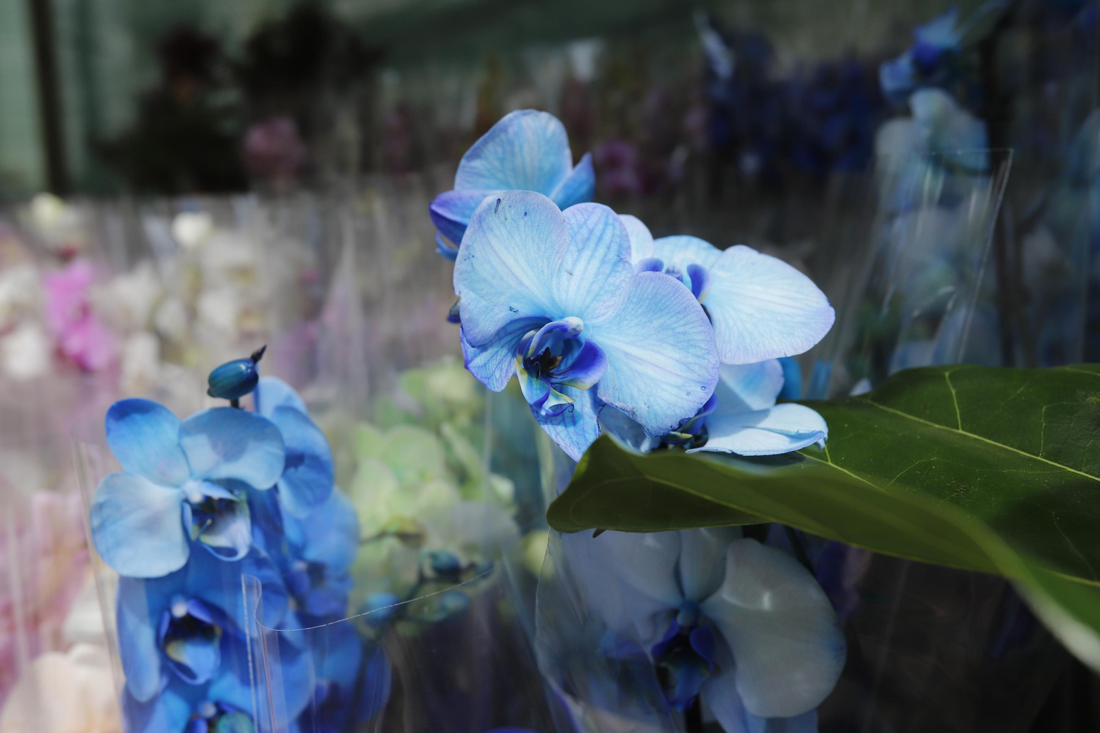 Imágenes del 'V Mercado de Flores y Plantas de Huelva' en la Plaza de Las Monjas