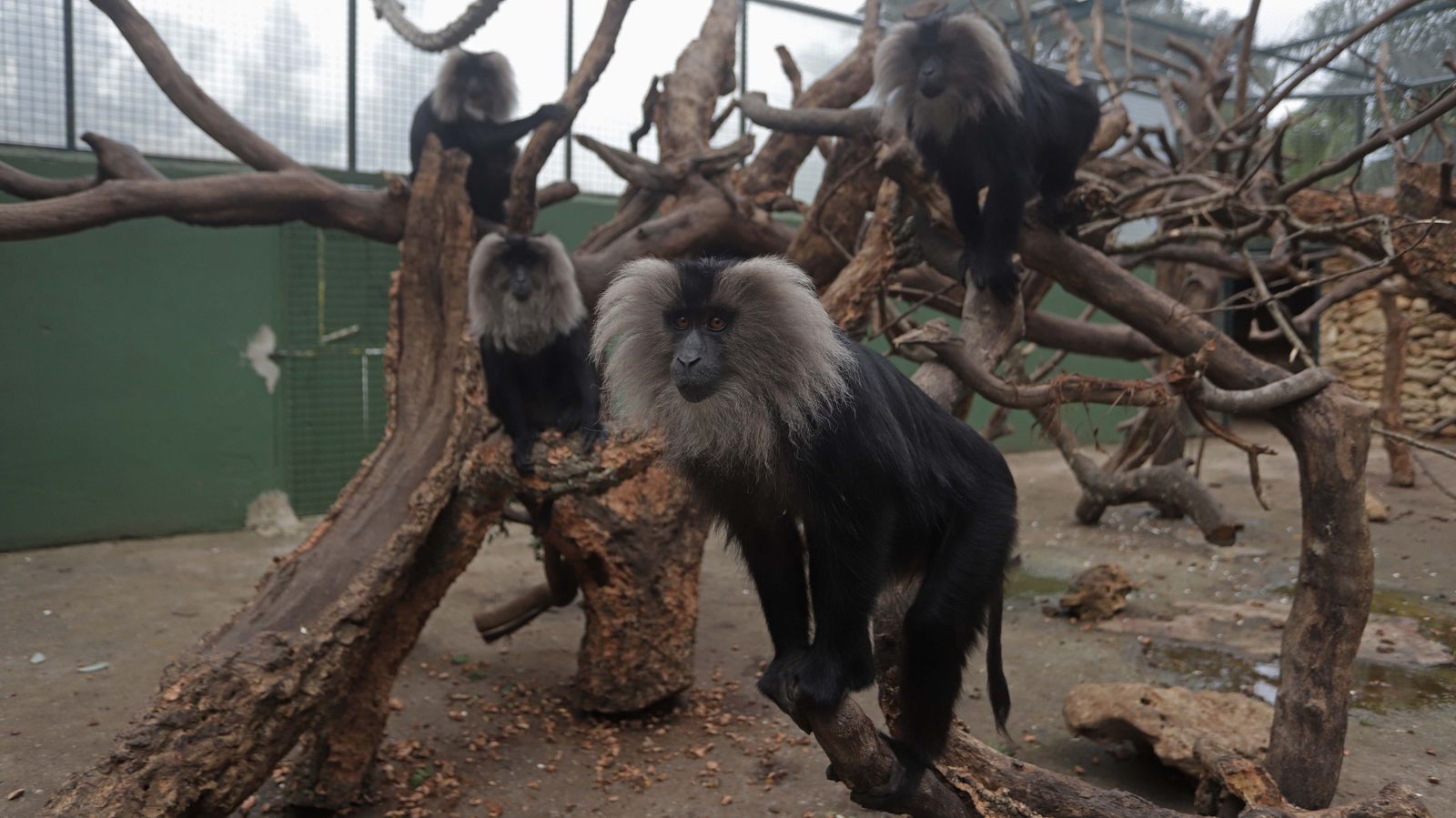 Fotos de los macacos de cola de león del zoo de Castellar
