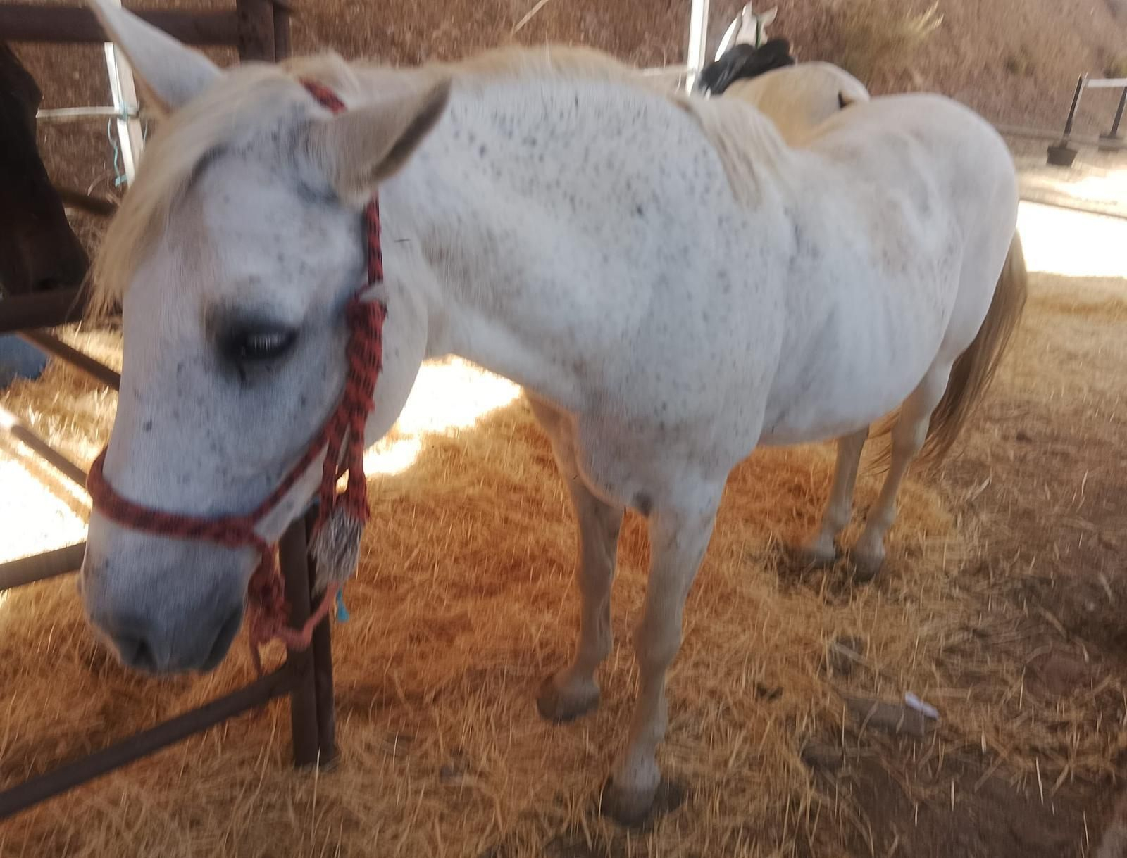 Así se ha vivido la II Feria Equina de Abla