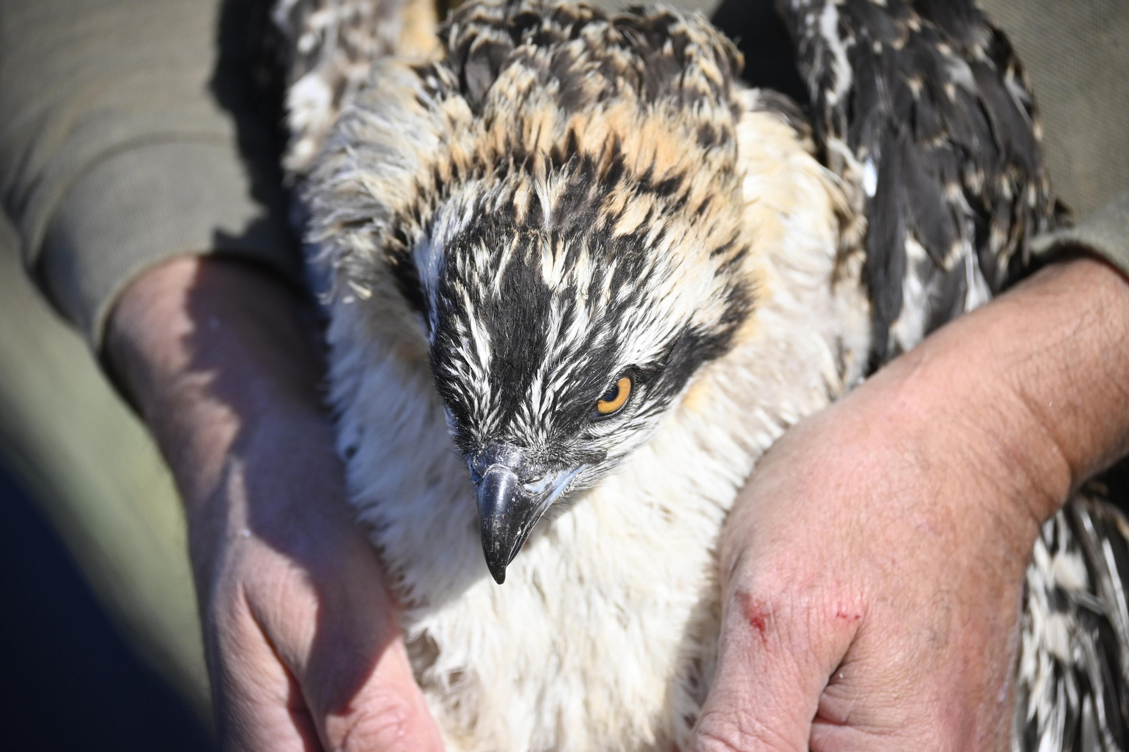 Anillamiento de tres pollos de águila pescadora nacidas en el Paraje Natural Marismas del Odiel