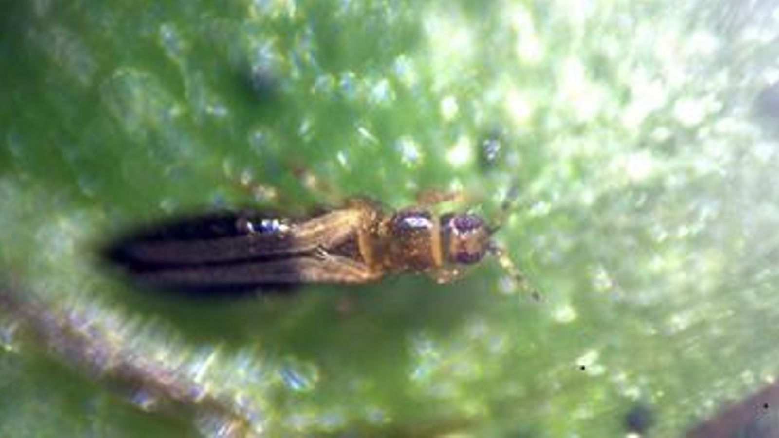 Hembra de trips del tabaco. Foto de Alfredo Lacasa difundida en la RAIF