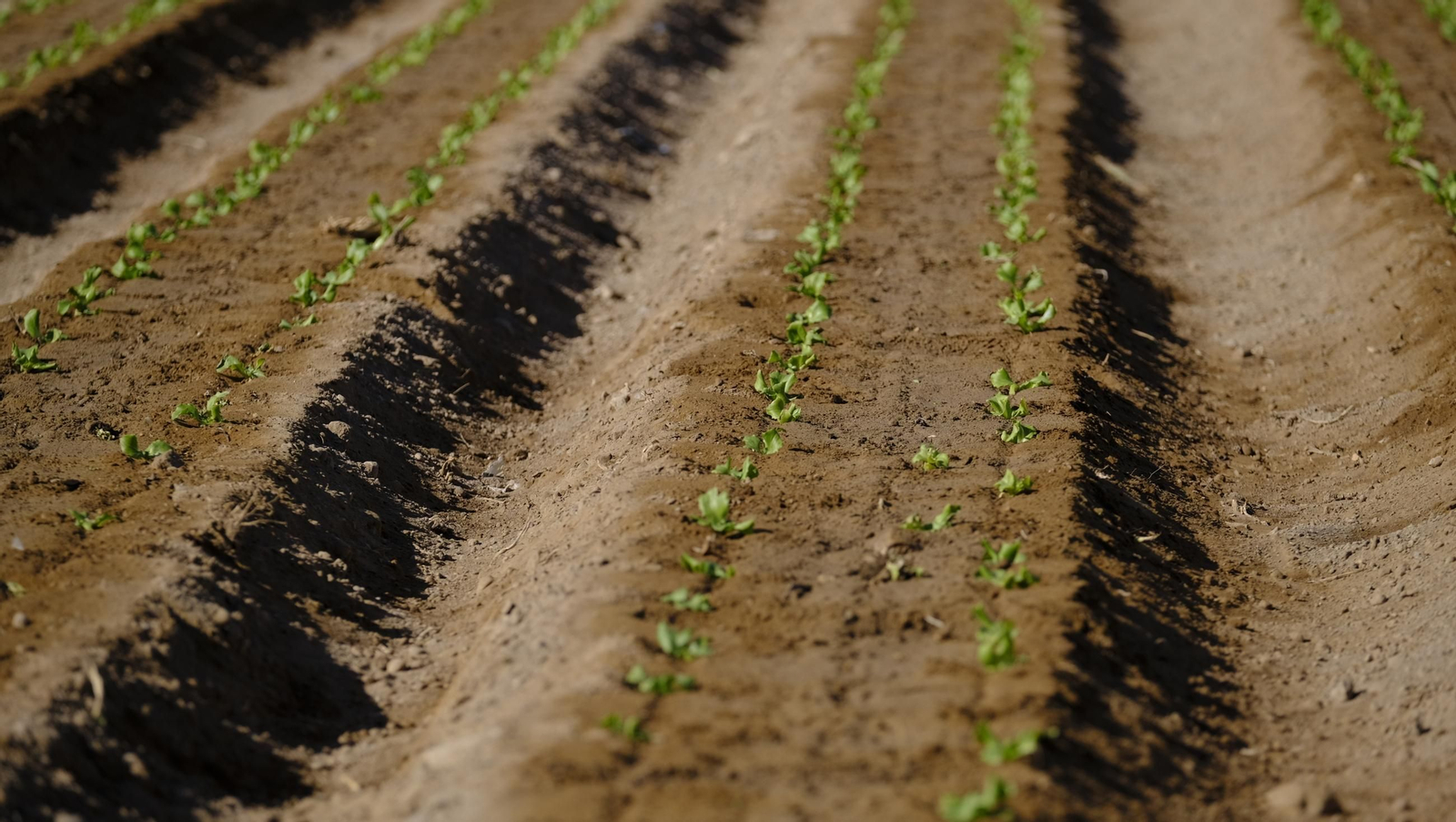 El abandono de cítricos en Huércal Overa, en imágenes