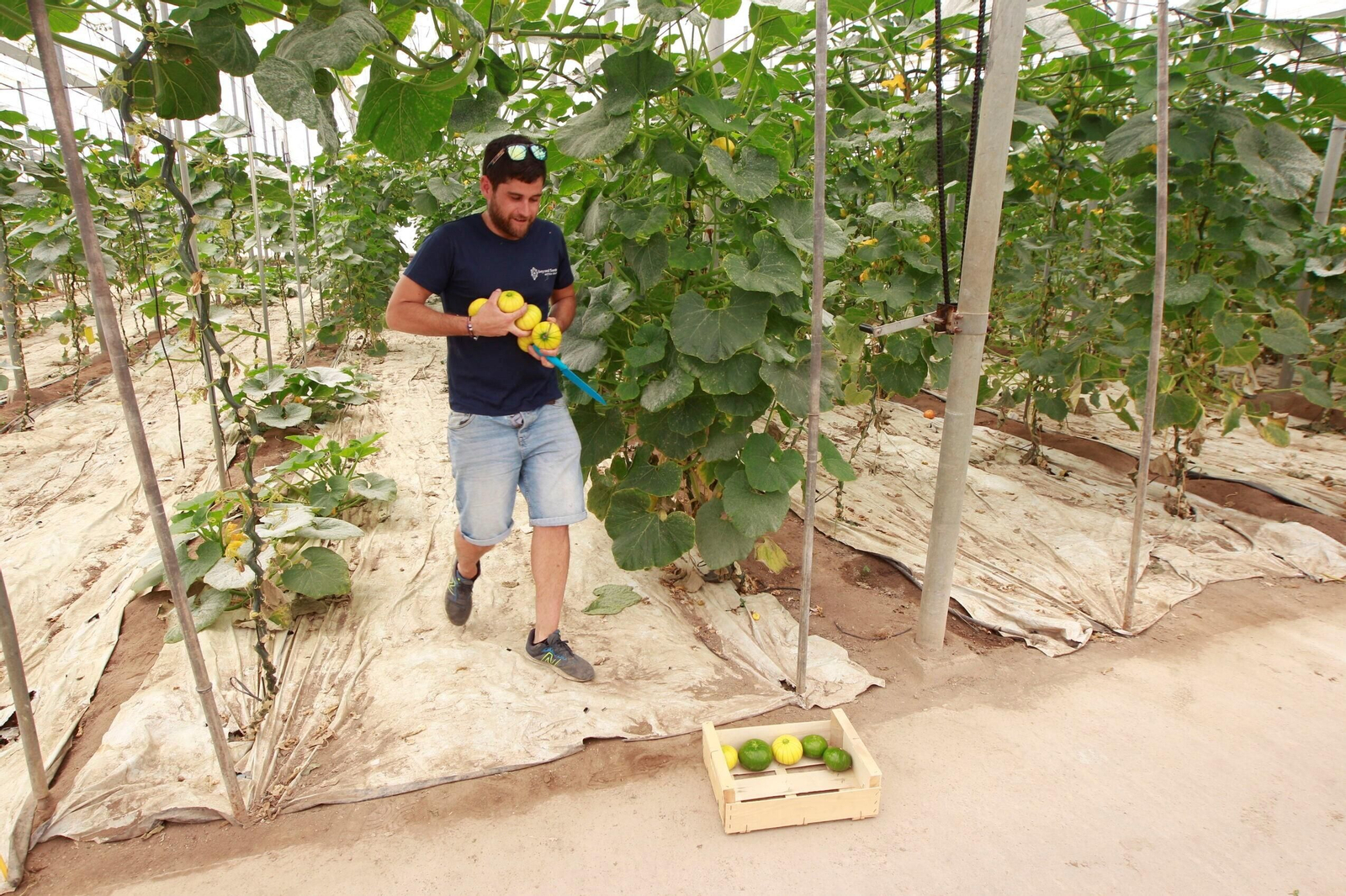 Vea cómo es el Zucchiolo, el producto de moda de la huerta almeriense
