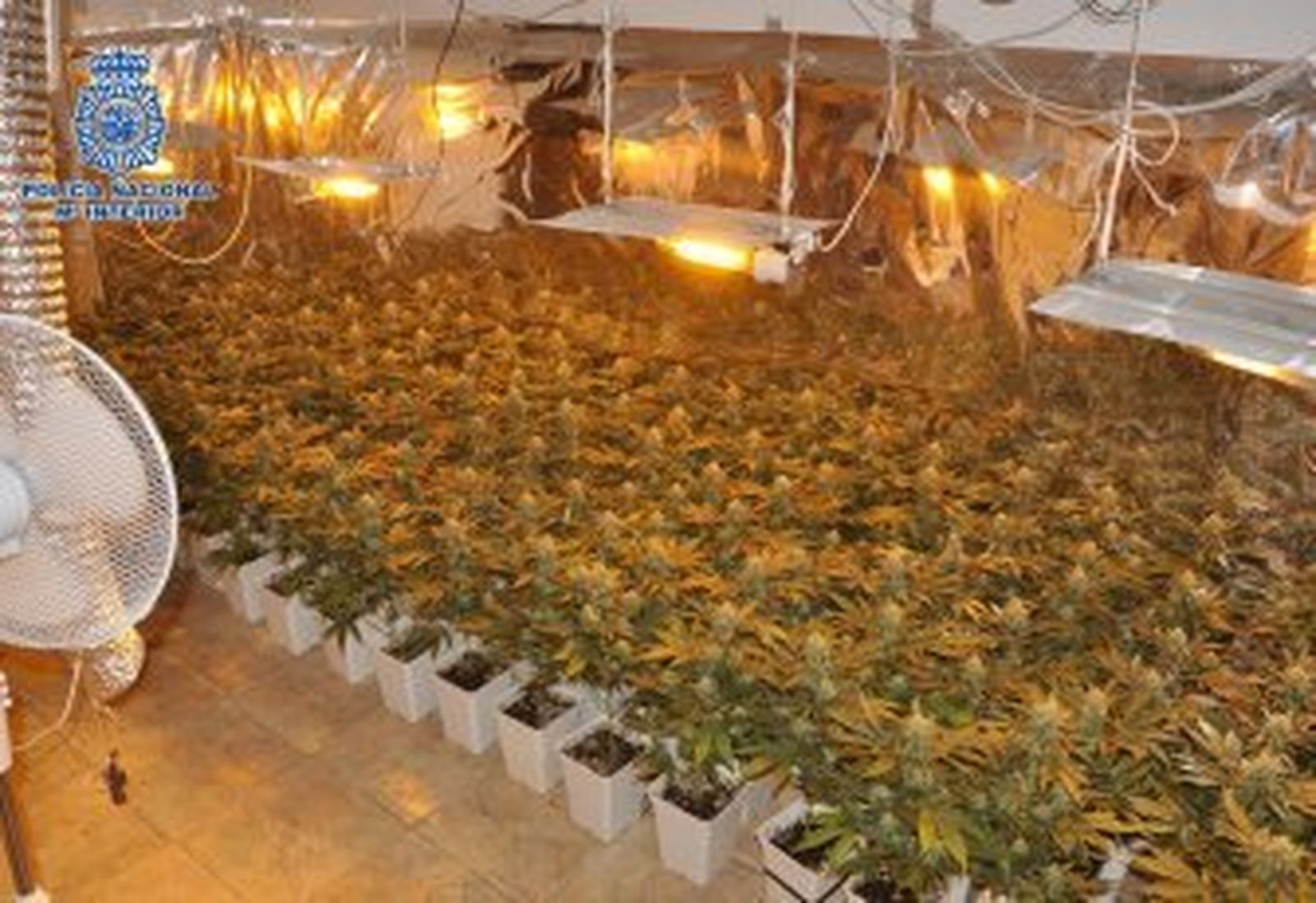 Desmantelan un invernadero de marihuana en Vélez-Málaga y se incautan de 119 plantas