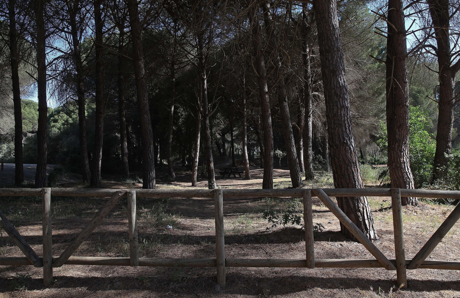 El Pinar del Rey de San Roque, en imágenes