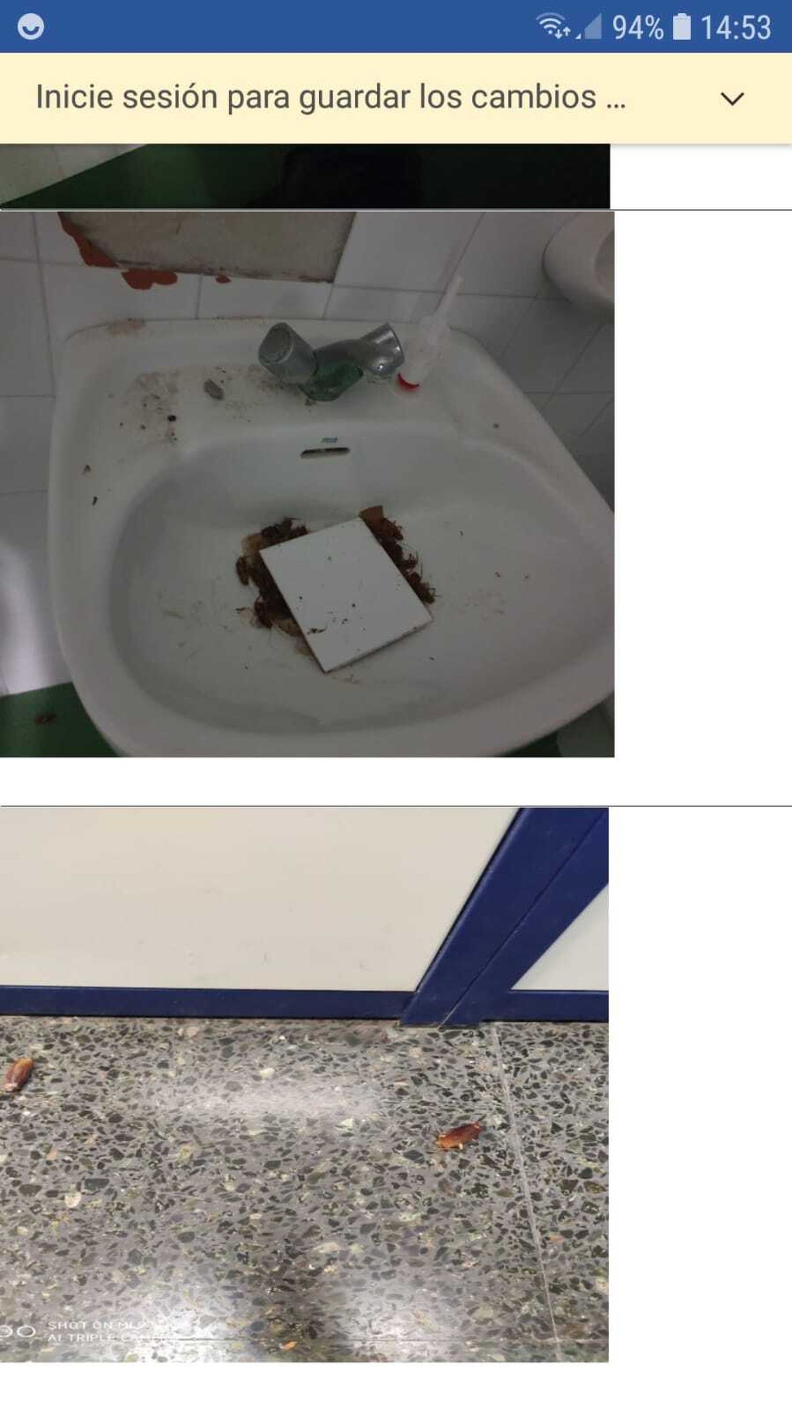 Insectos y cucarachas en los baños.