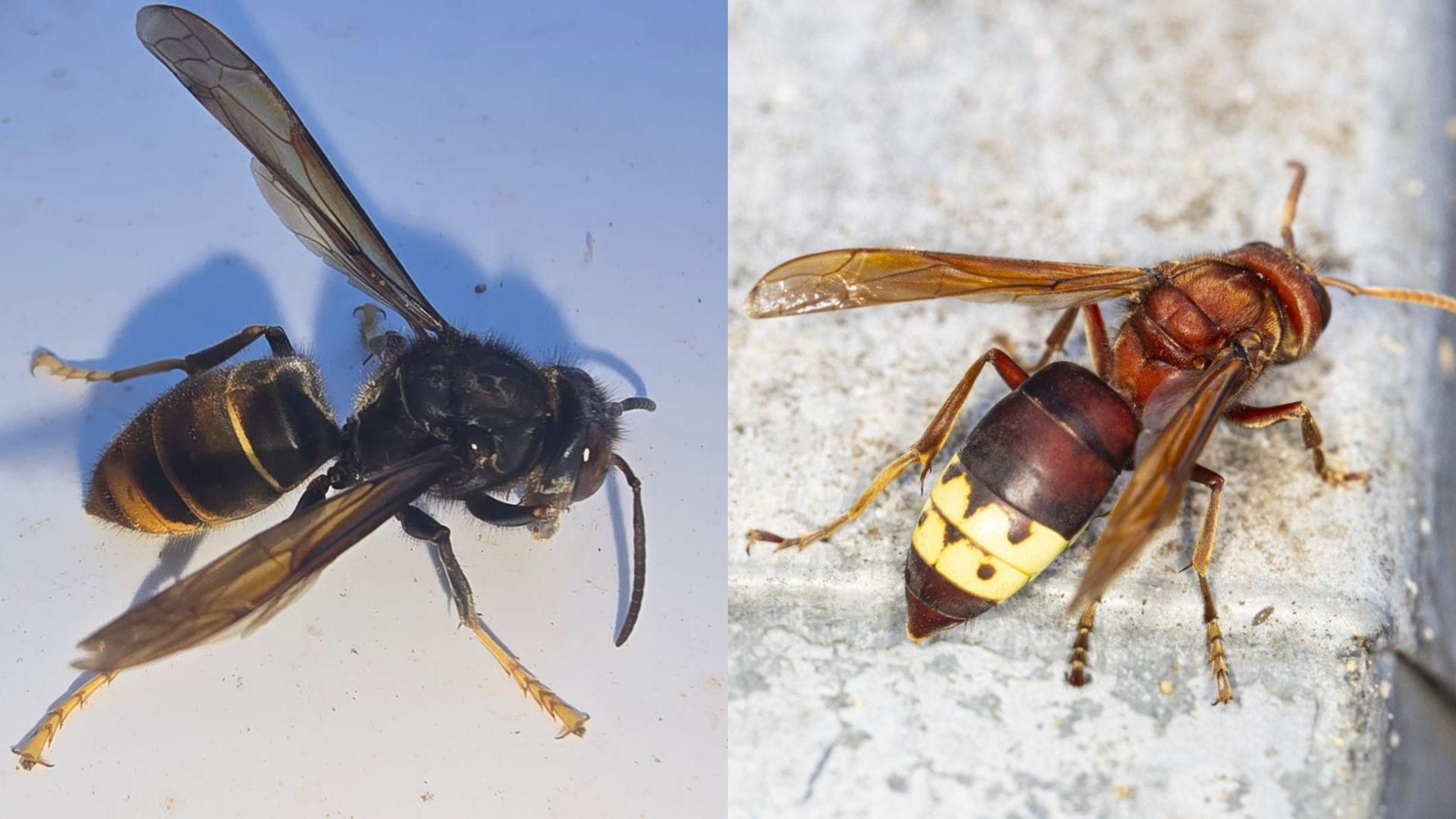 A la izquierda: avispón asiático. A la derecha: avispón oriental.