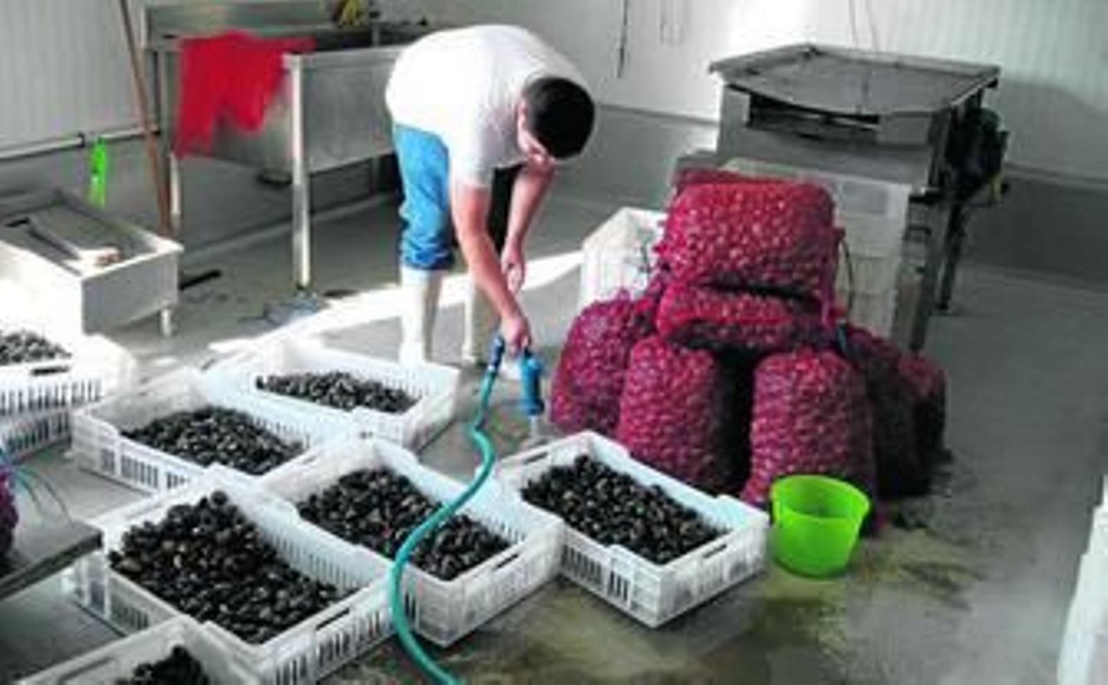 Distintos momentos del proceso de depuración de bivalvos que estudia la empresa Ría del Carreras en Ayamonte.