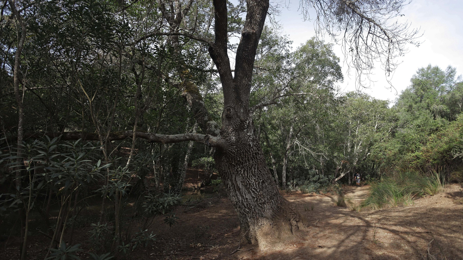 Fotos del sendero de la mariposa monarca en Castellar