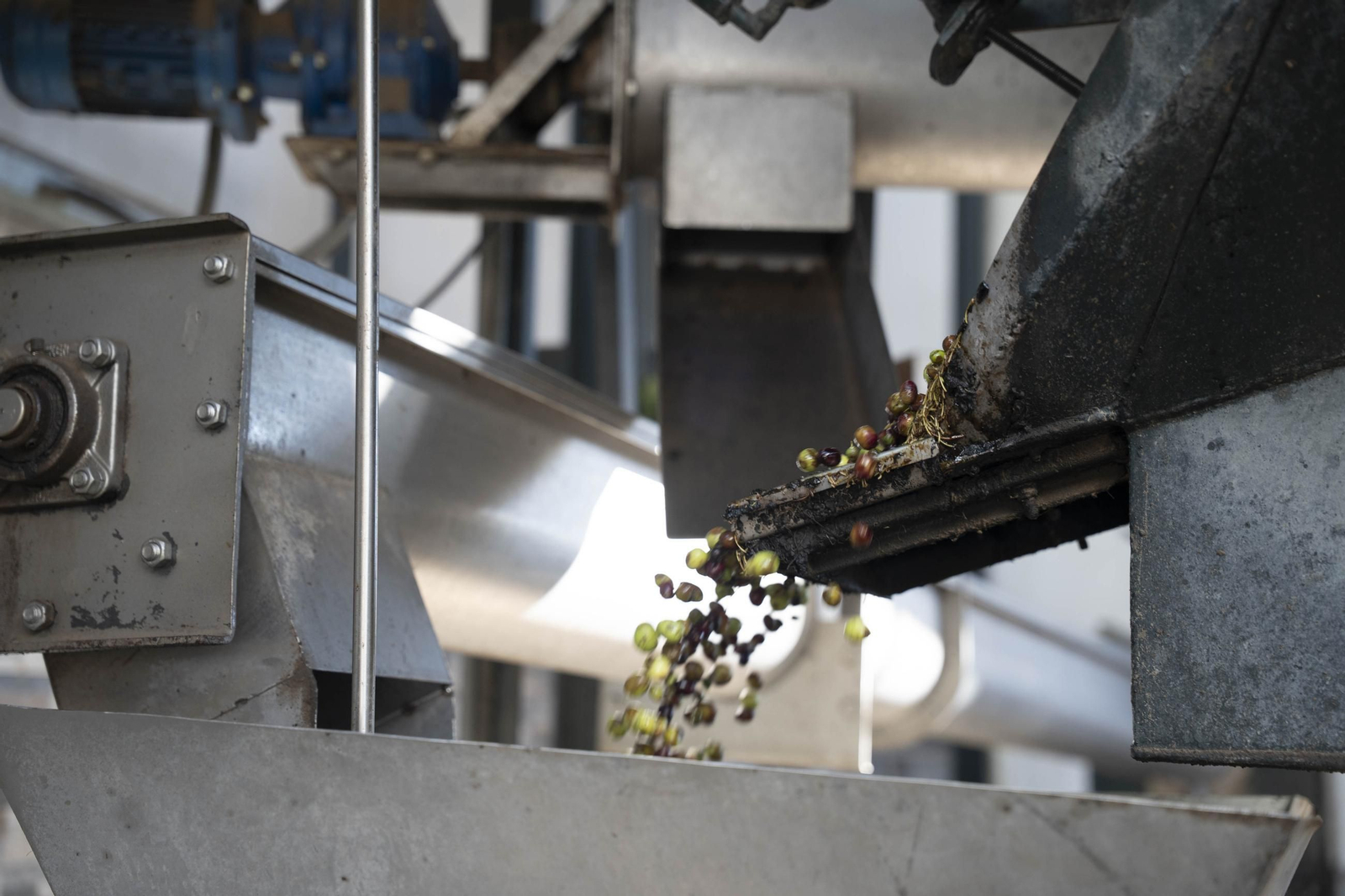 Os enseñamos como se hace el aceite en la almazara de Fiñana, en imágenes