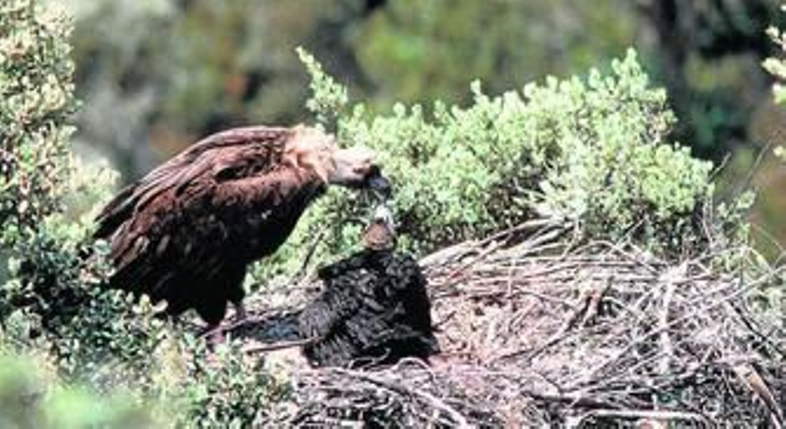 Un buitre negro adulto da de comer a un polluelo en su nido, en Sierra Pelada.