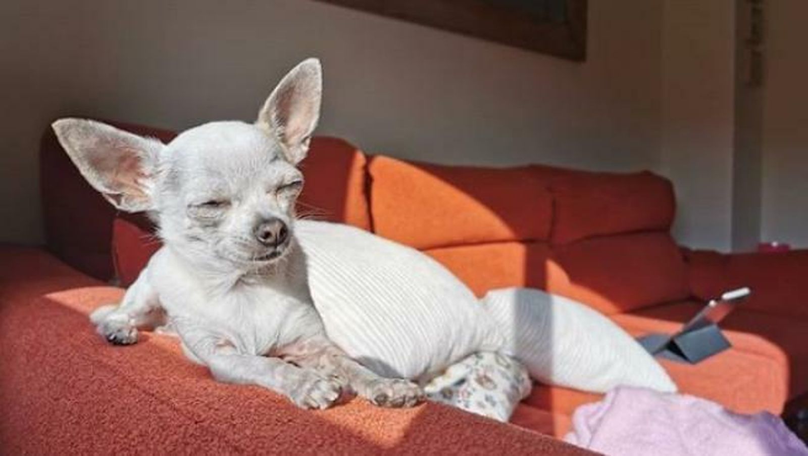 Pepa, una chihuahua en la familia de Roberto Leal