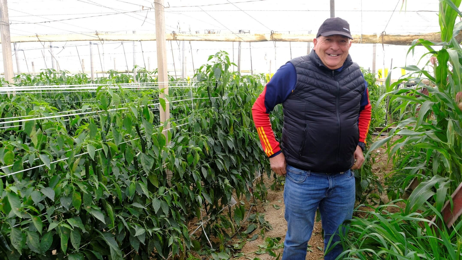 Vea la explotación de pimientos Paco Fernández en La Mojonera