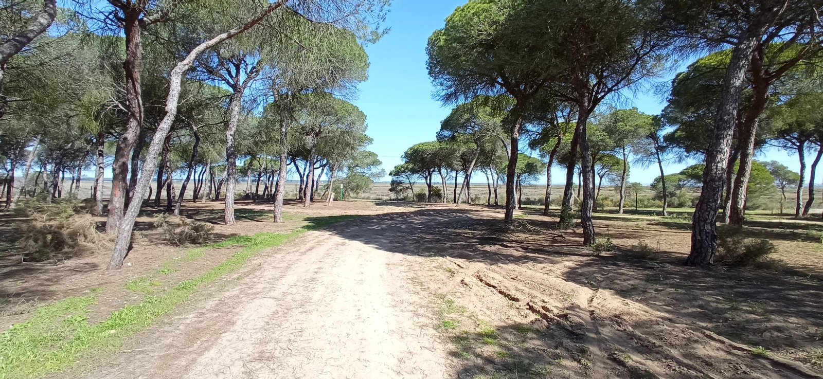 Las imágenes de la ruta de las salinas del Astur y los pinares de Punta Umbría