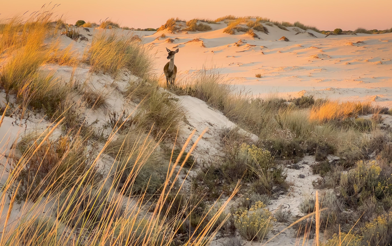 Doñana, imágenes de un mosaico de ecosistemas único