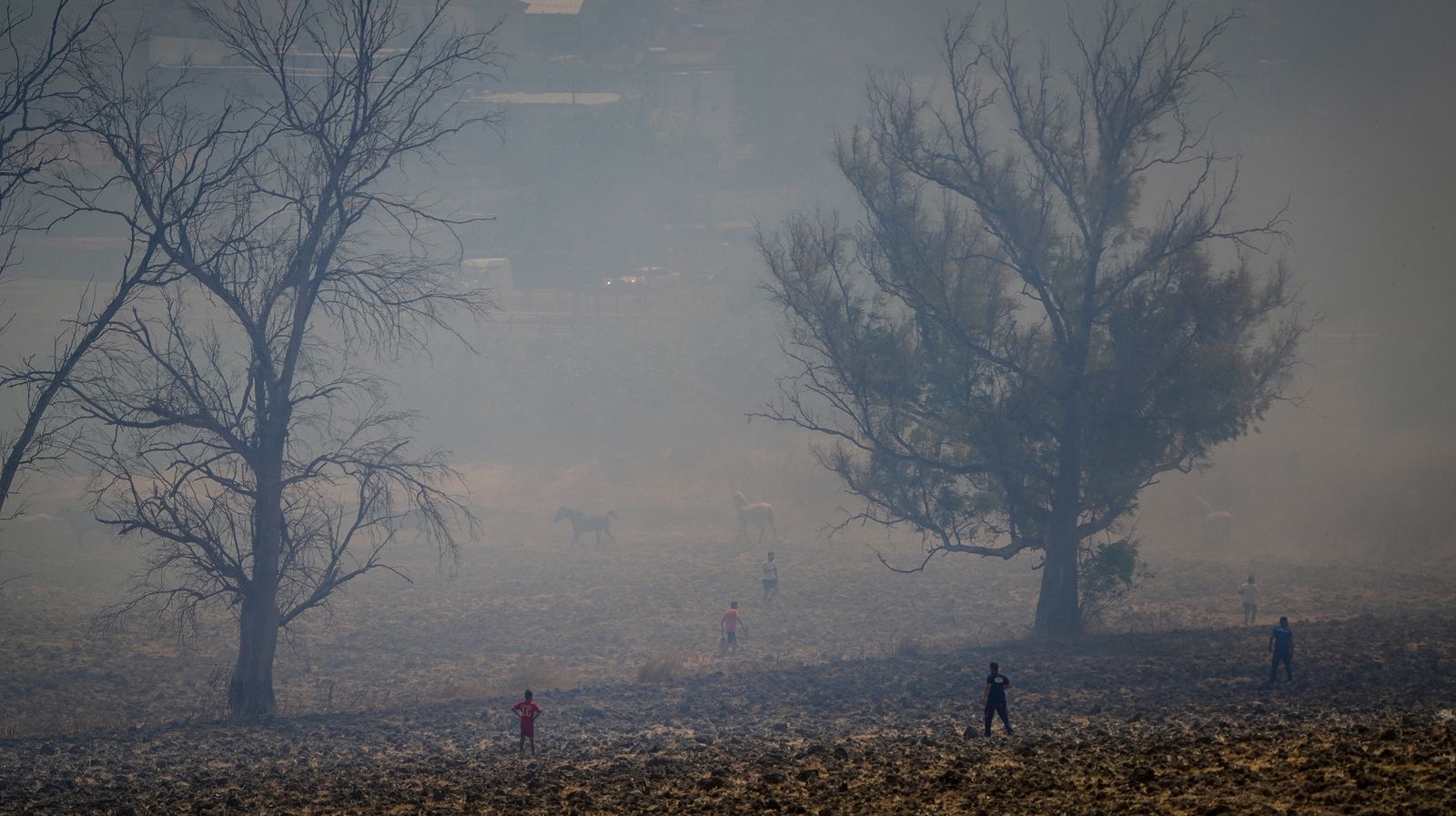 Así fue la salvación de las llamas de una manada de caballos en La Teja