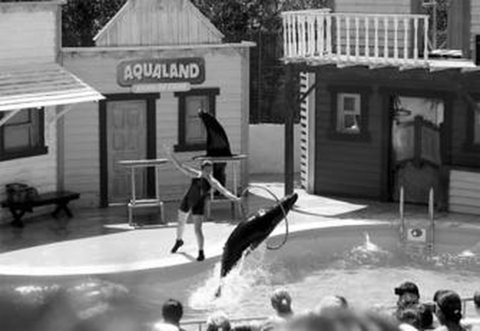 Los leones marinos han sido una de las novedades durante esta temporada estival.