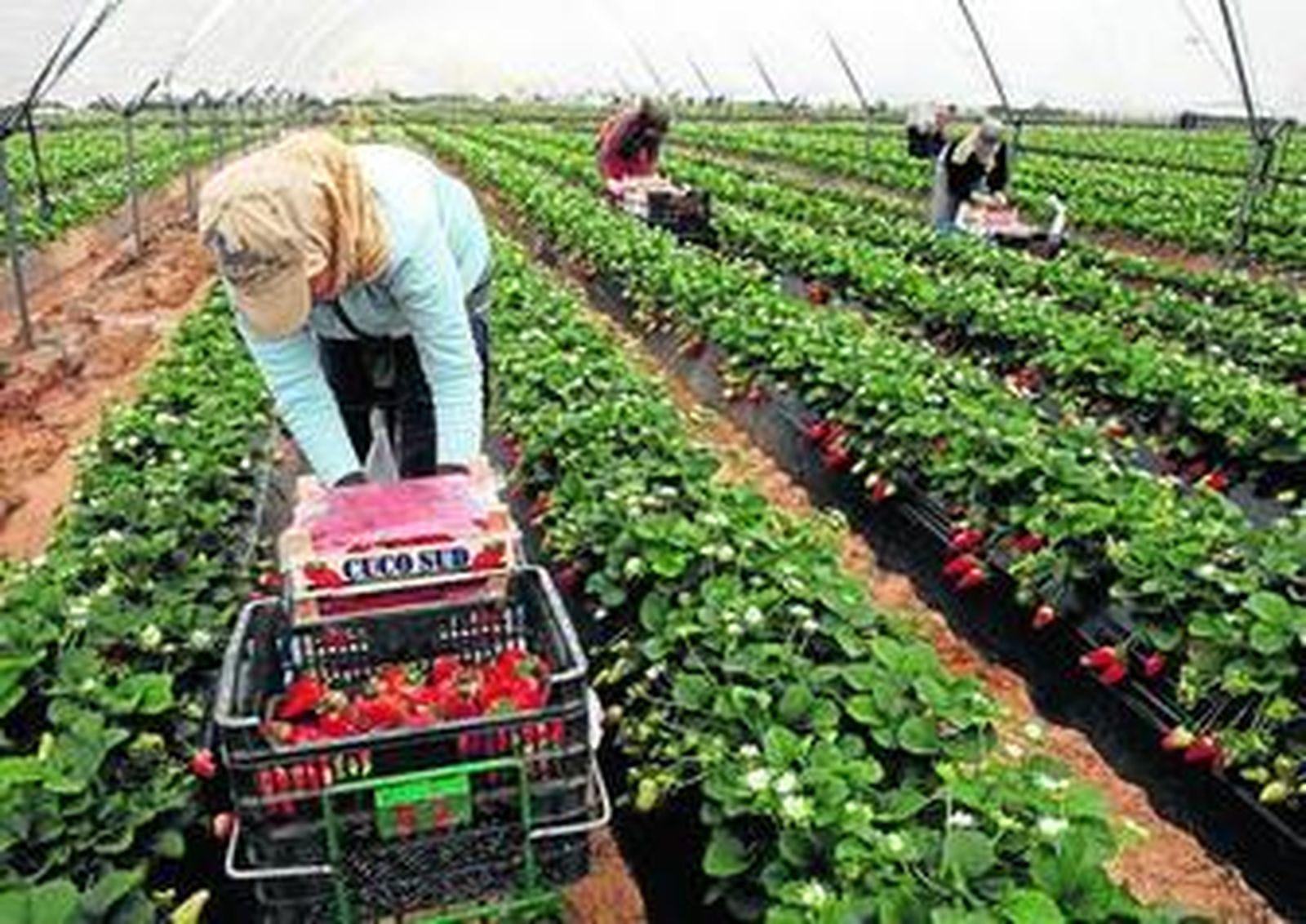 Cultivo de fresa en el término municipal de Cartaya.