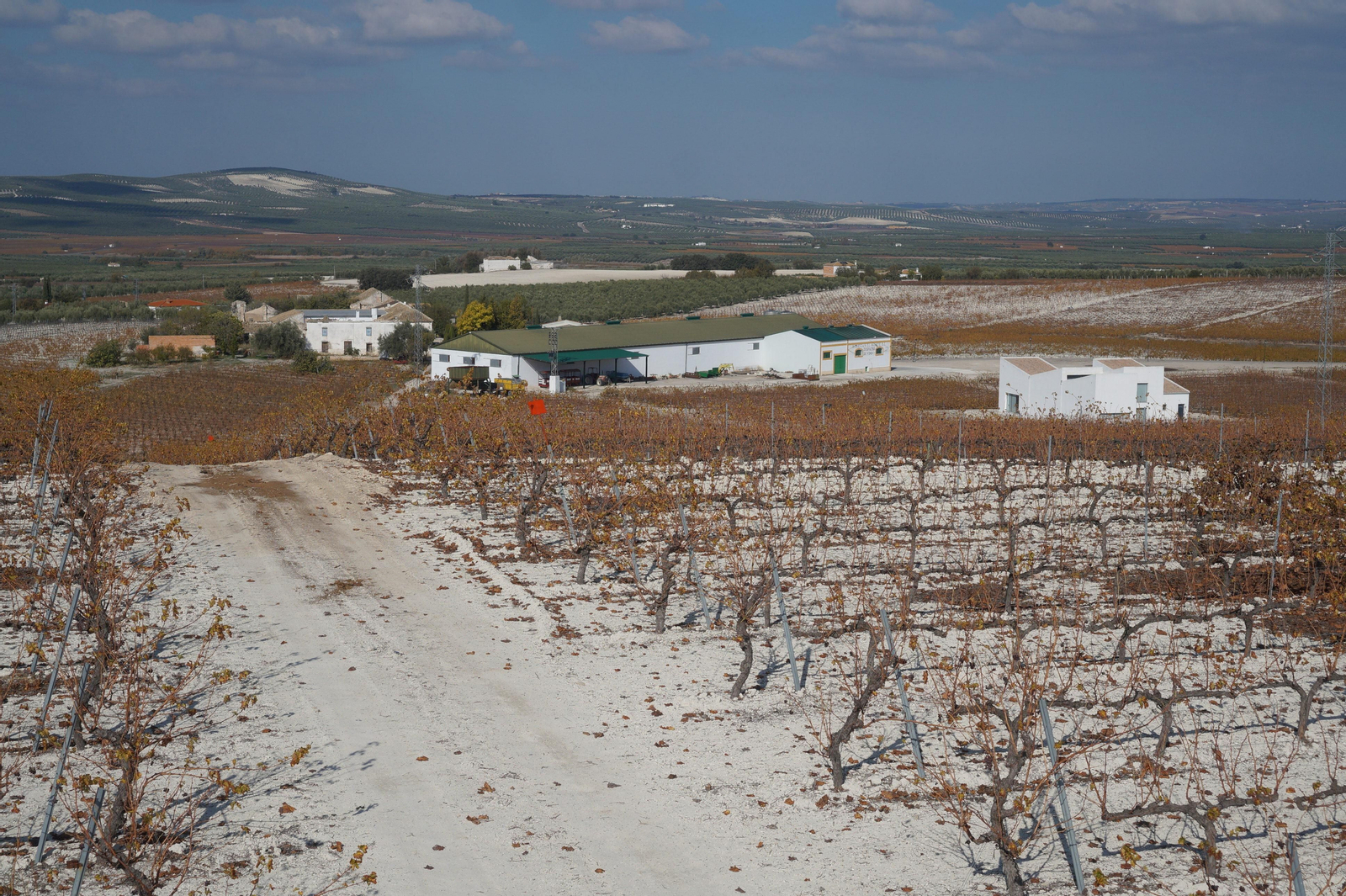 Un recorrido en fotografías por el vino nuevo de Moriles