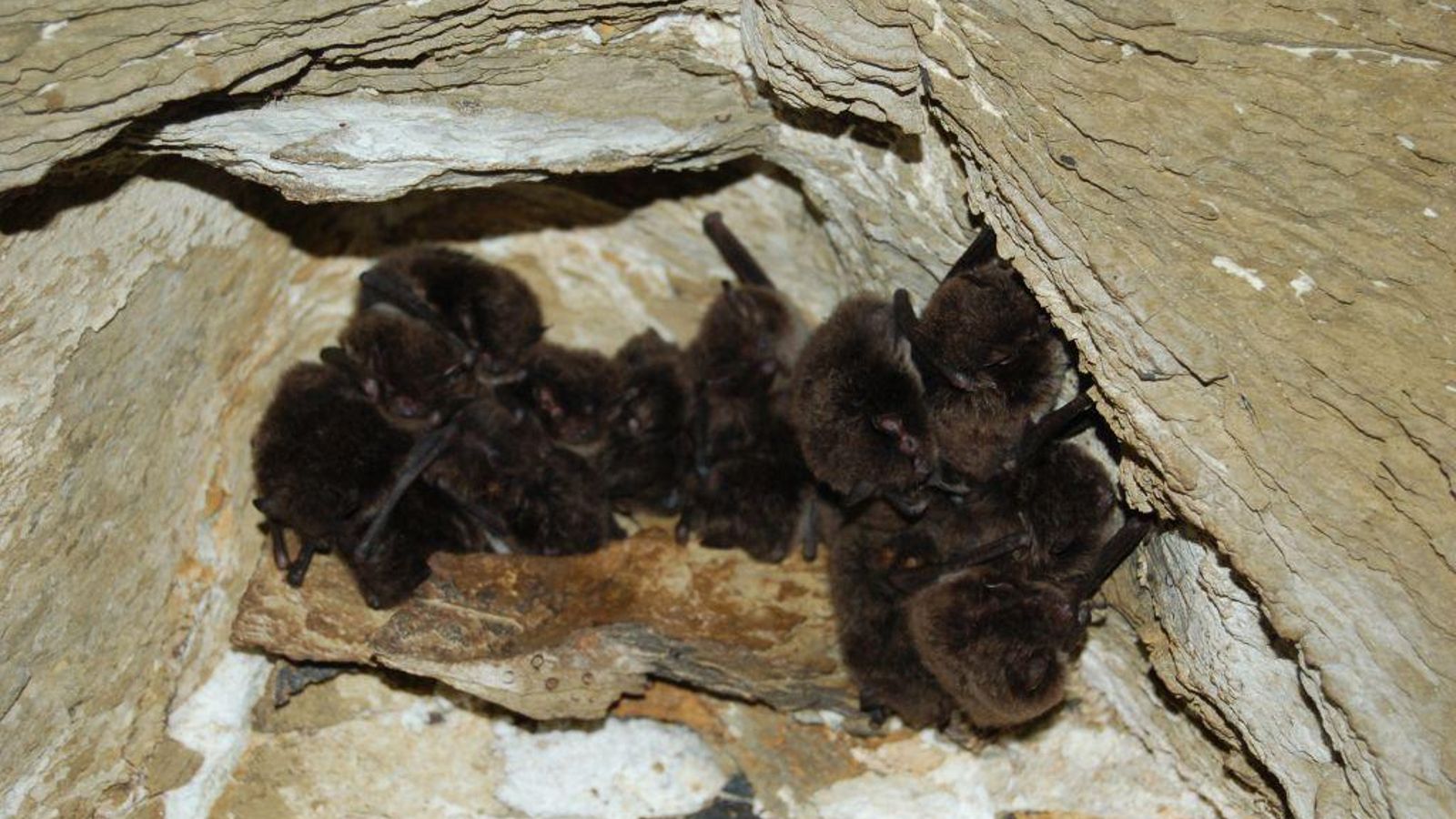 Murciélagos en el Túnel III de Bornos