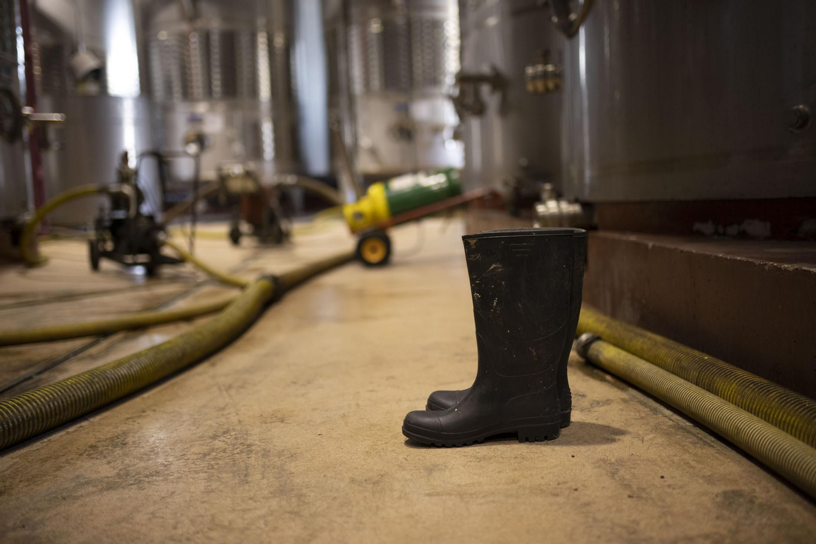 Imágenes de la vendimia en el Condado de Huelva