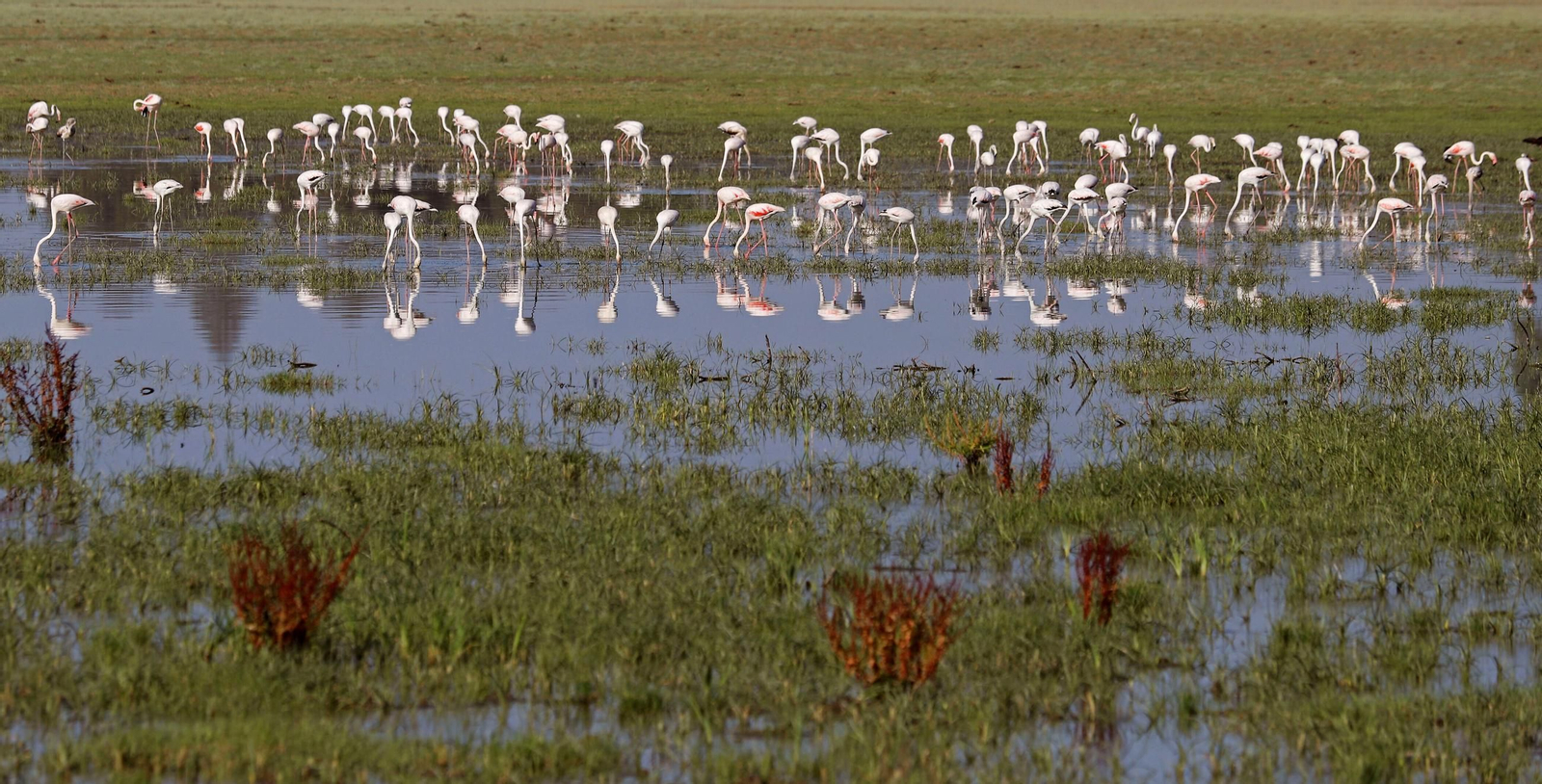 Una grupo de flamencos solaza en una charca de Doñana.