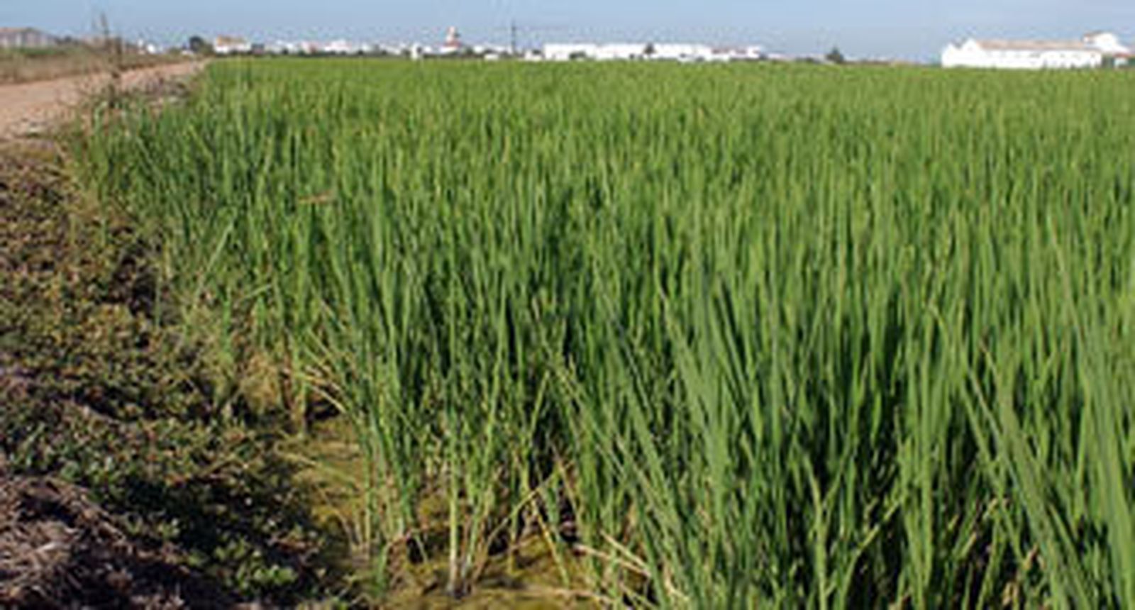 Un consejero "instó a actuar" tras las irregularidades del caso Marismas