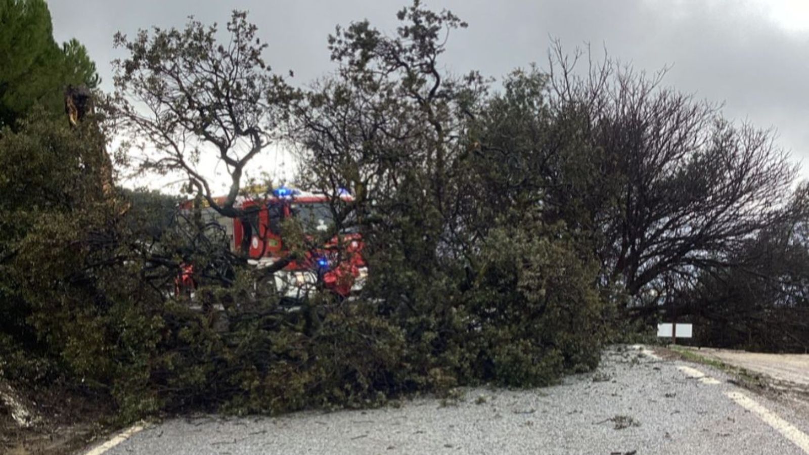 La caída de un árbol blquea una vía en Loja