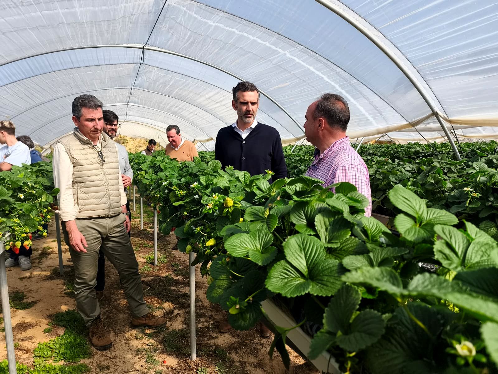 El consejero de Agricultura, Ramón Fernández Pacheco, realiza una visita técnica a una finca de fresas y frambuesas de Rociana del Condado.