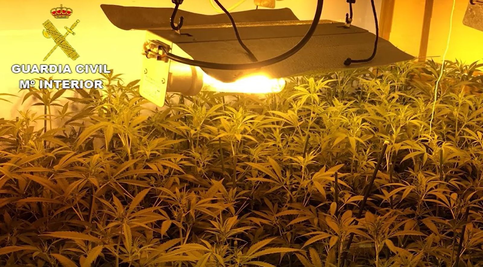 Imagen de archivo de una plantación indoor.