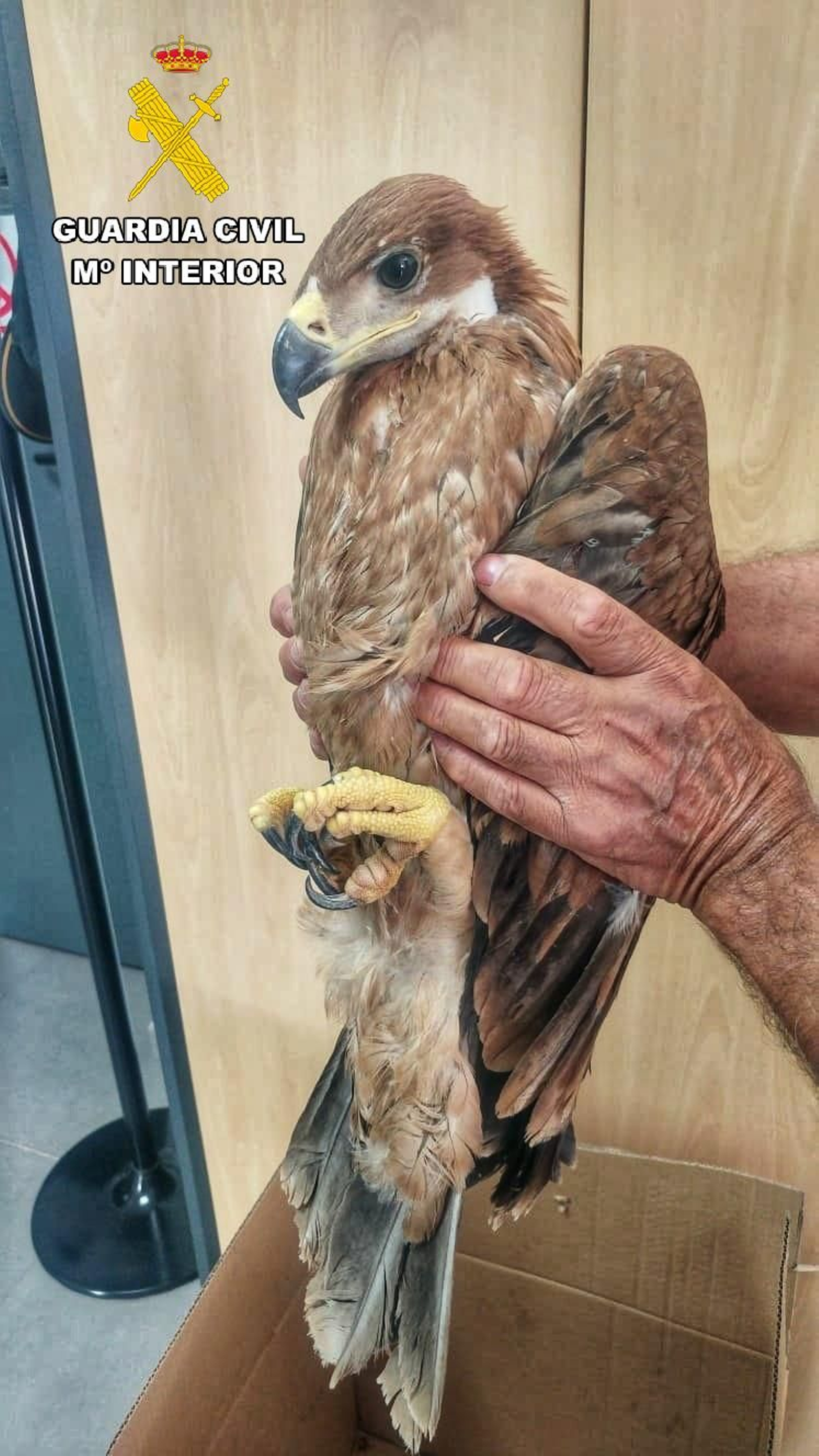 Águila imperial rescatada. Águila imperial rescatada.