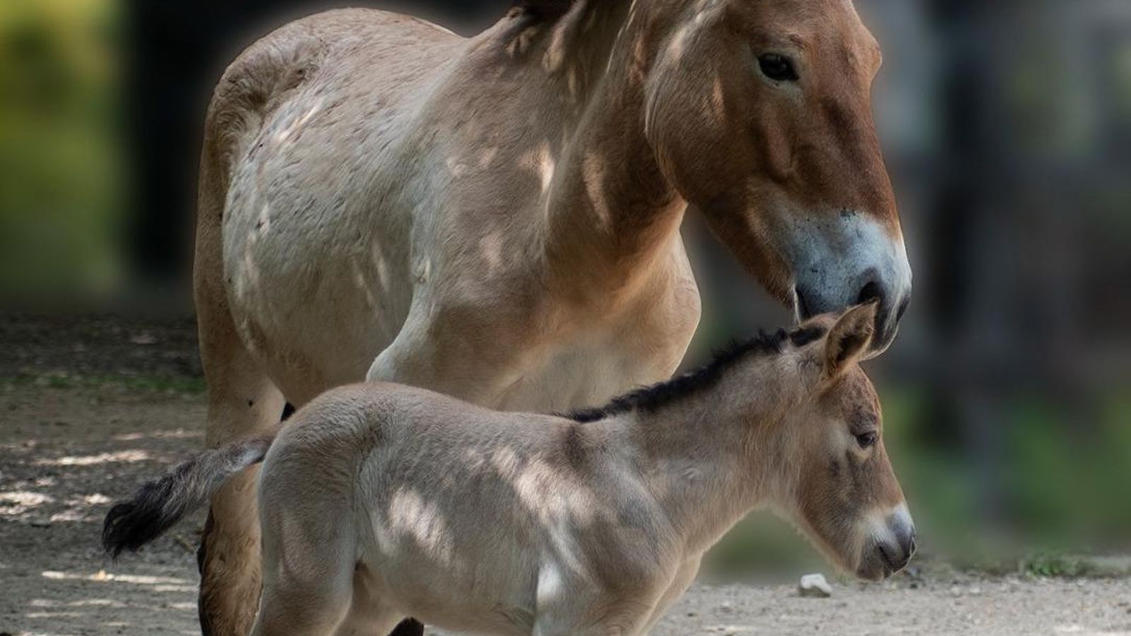 Dos  caballos de Przewalski del Zoobotánico de Jerez.