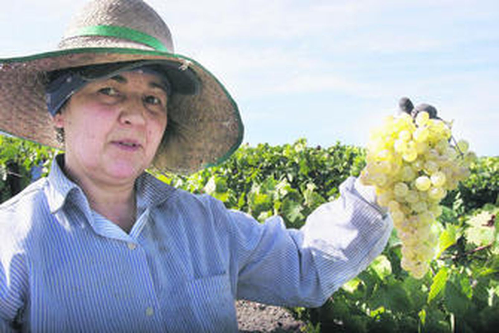 Una de las mujeres vendimiadoras de la finca Cerro Viejo mostrando uno de los muchos racimos que corta a lo largo de la jornada.