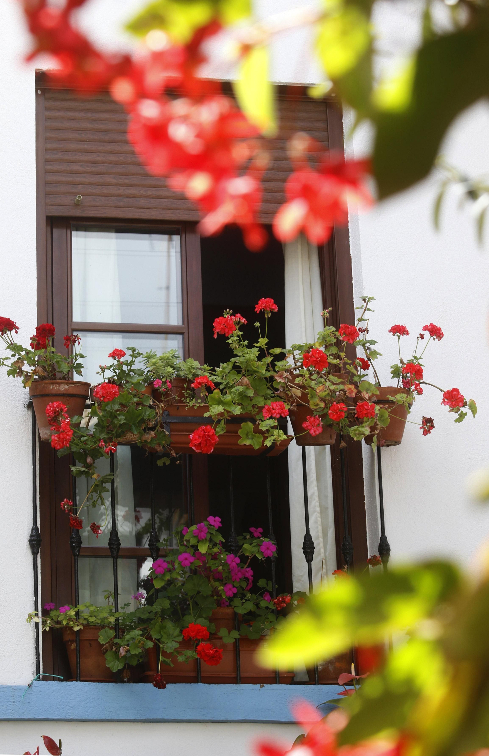 Los Patios de Córdoba en tiempos de crisis: Pedro Fernández, 6