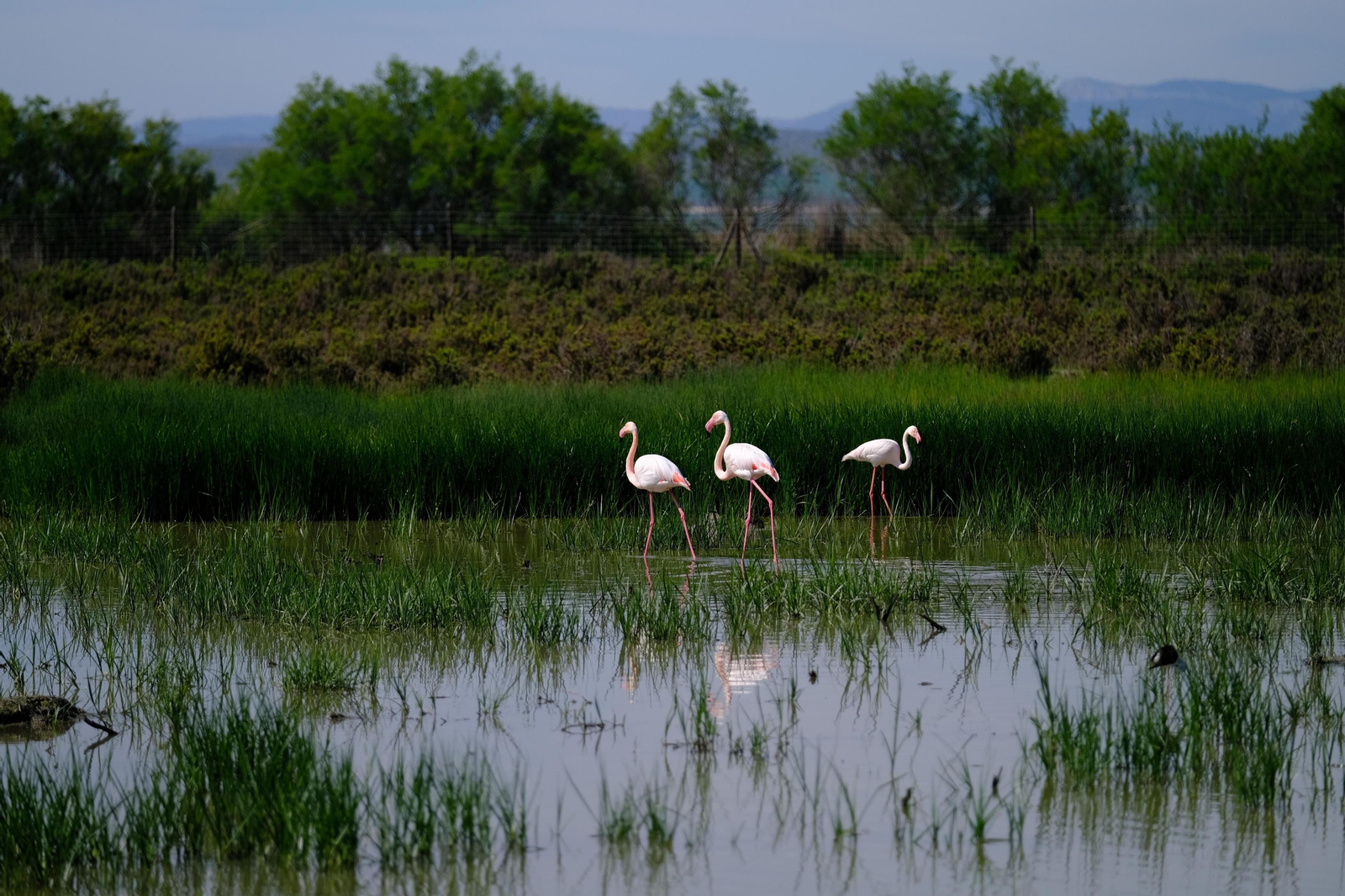 Miles de flamencos llegan a Fuente de Piedra tras las lluvias, en fotos.