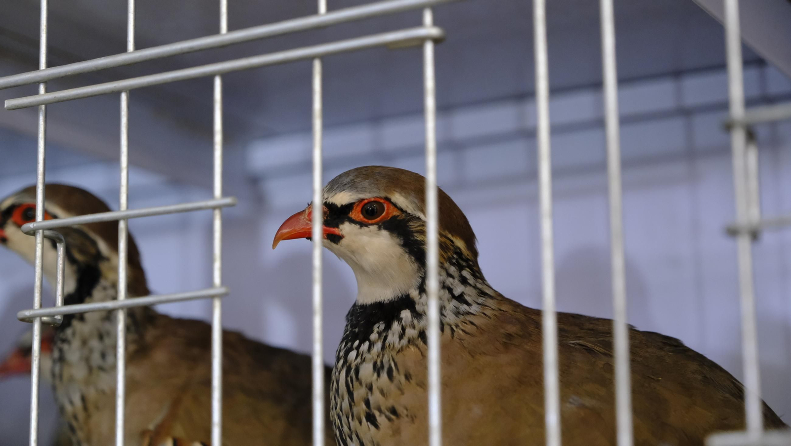 Las fotos de la Feria del Ganado y del Pájaro Perdiz en Albox