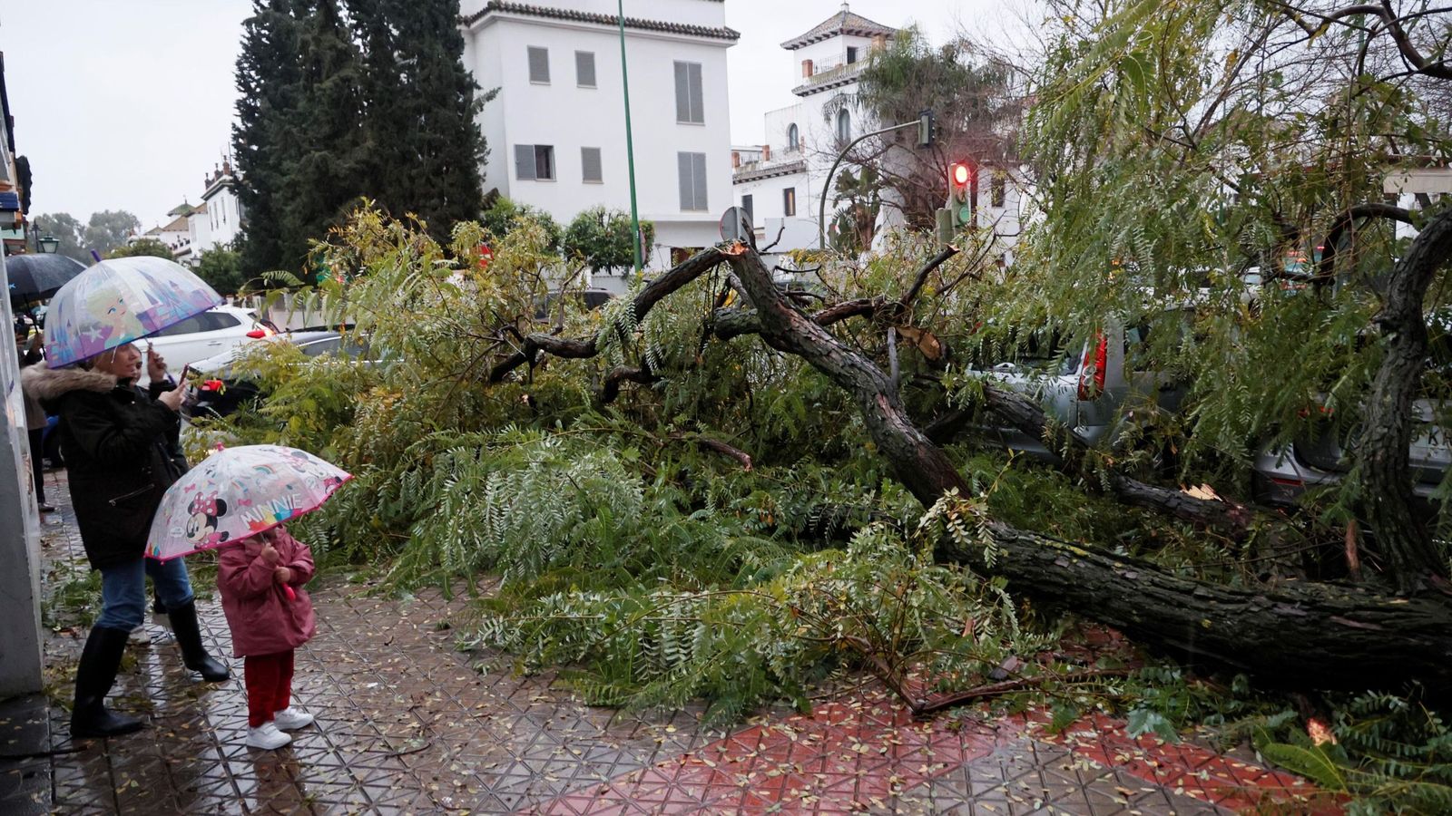 La borrasca Leonardo provocó la caída de cientos de árboles en Sevilla