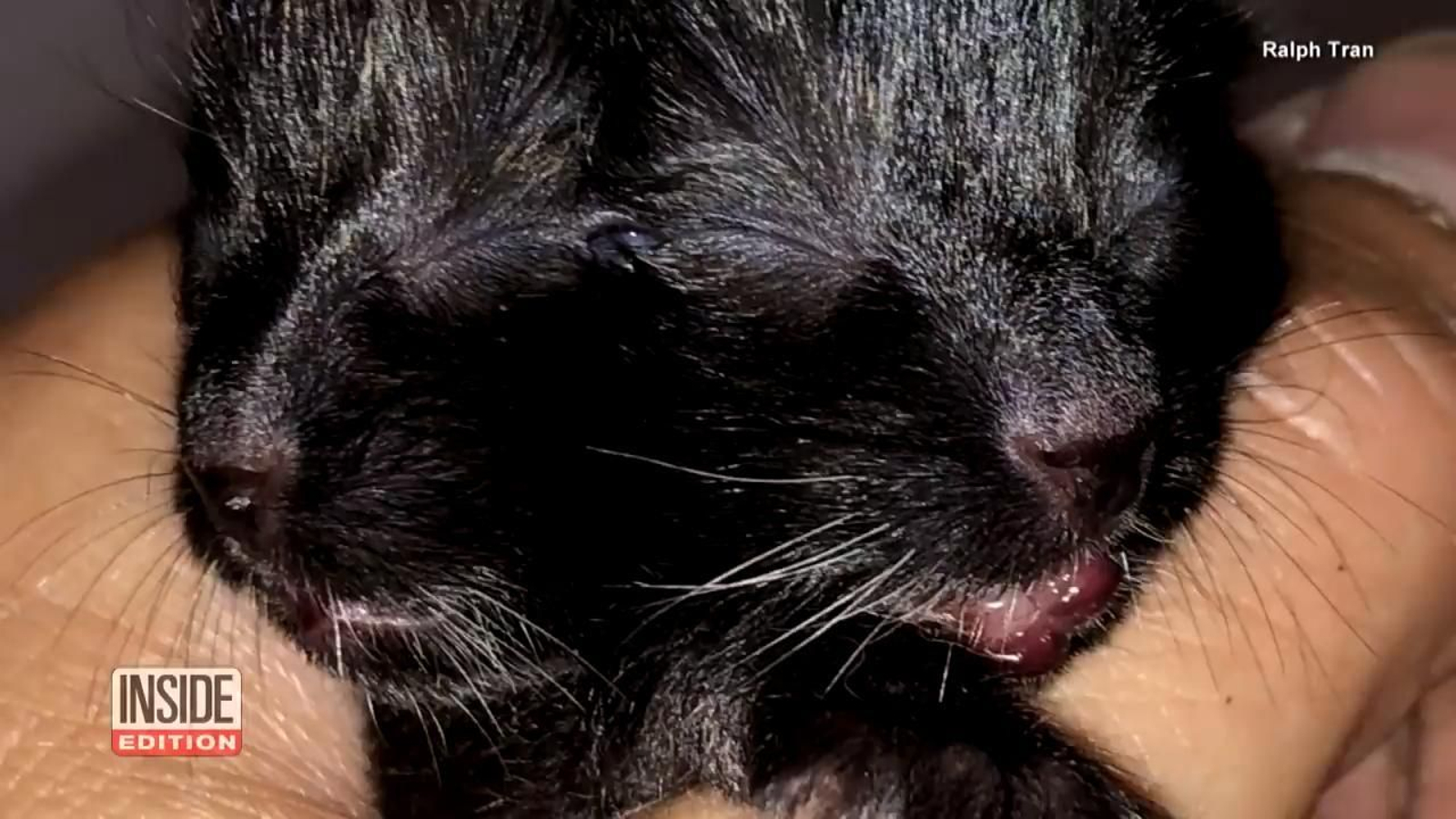 Gato de dos cabezas