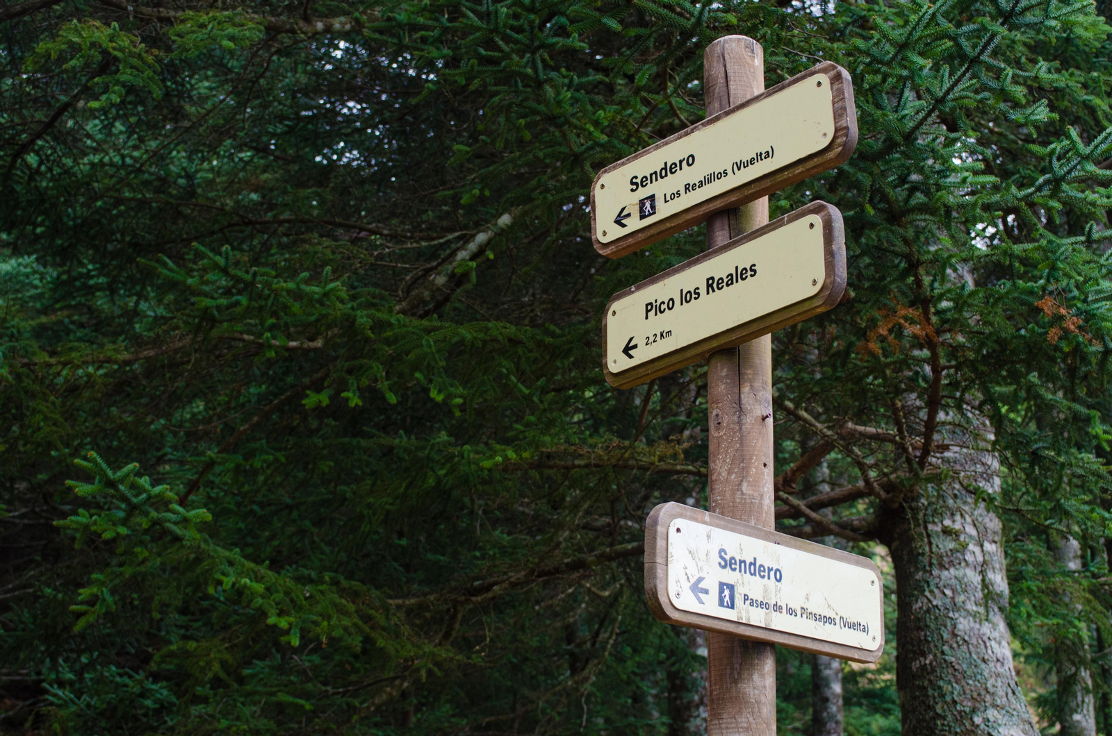 El camino de acceso a Los Reales de Sierra Bermeja, en Estepona.