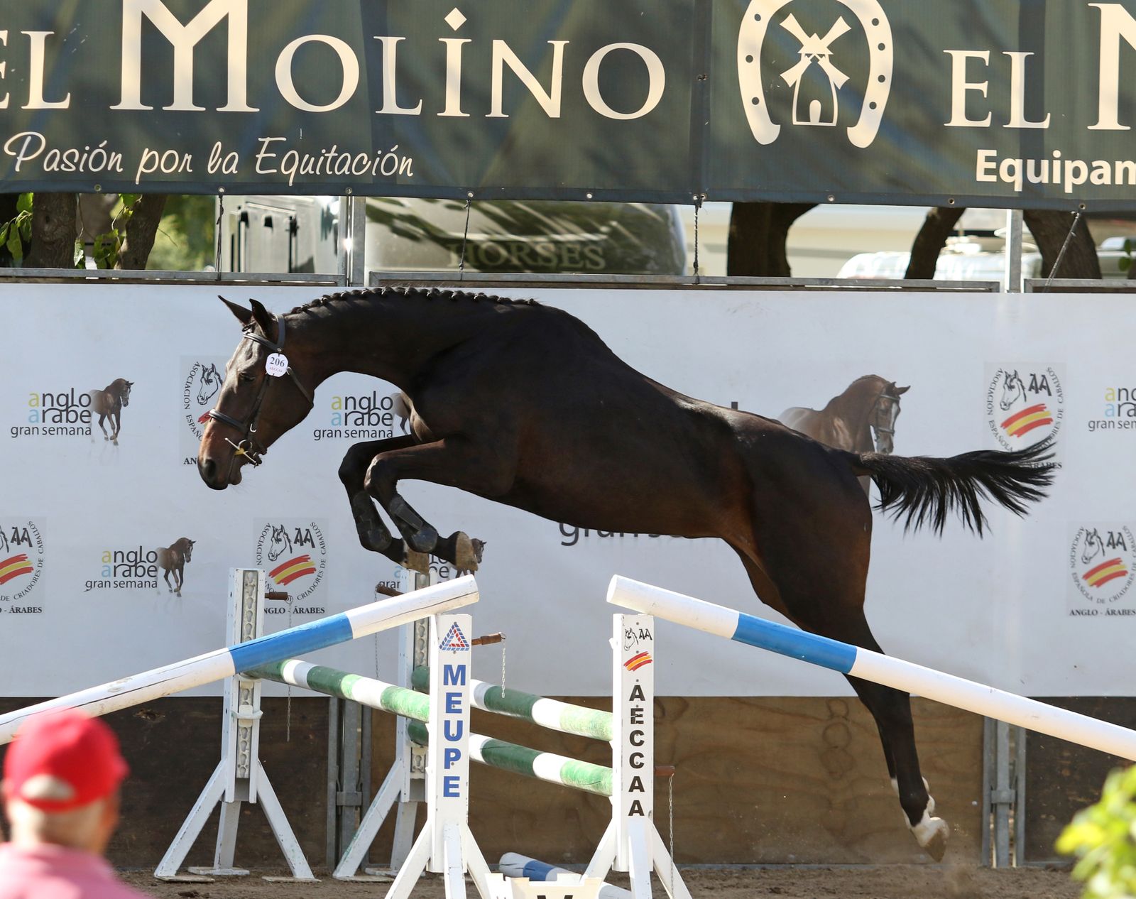 Una prueba de saltos de caballos jóvenes en libertad