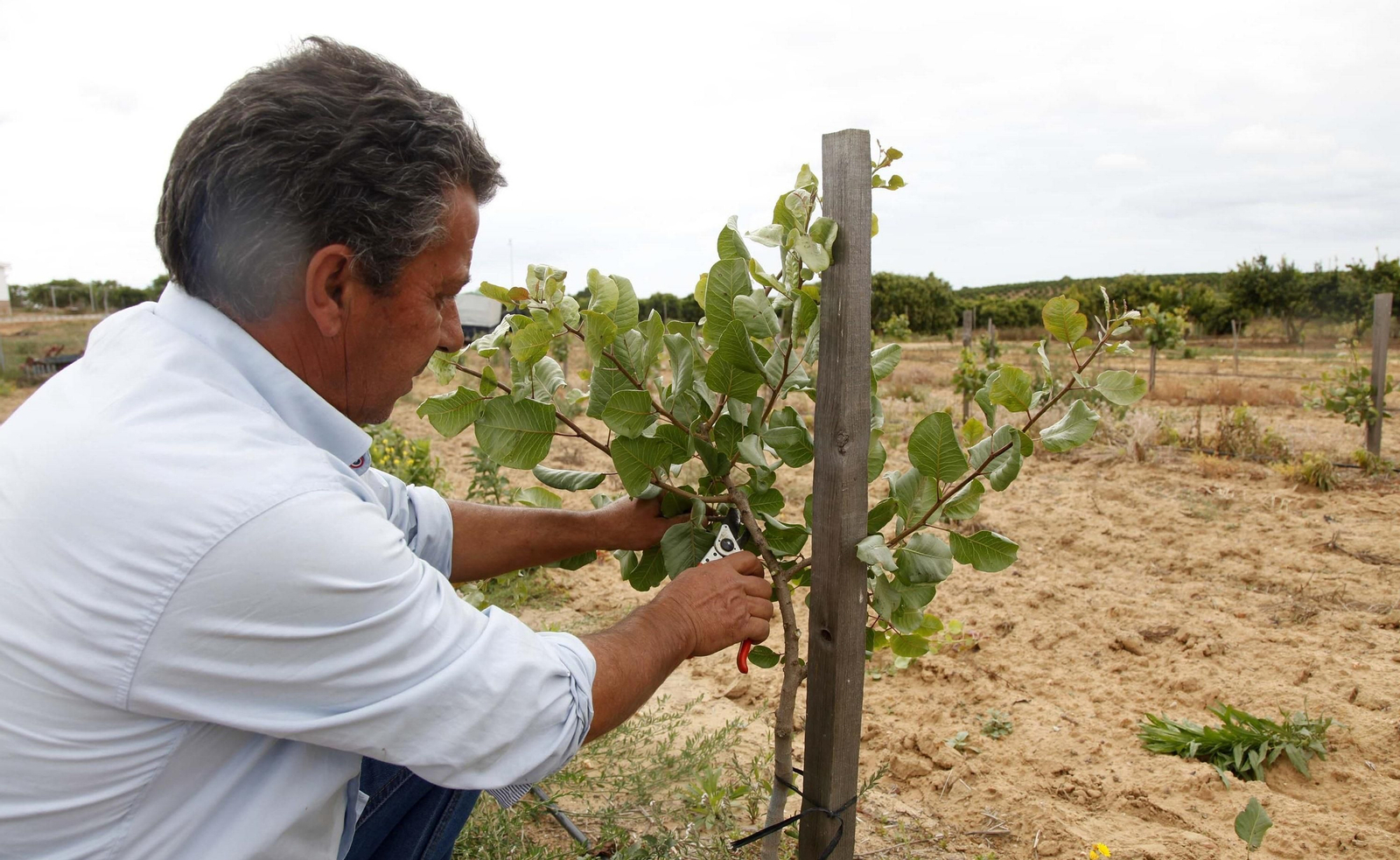 Un agricultor mima  su cultivo