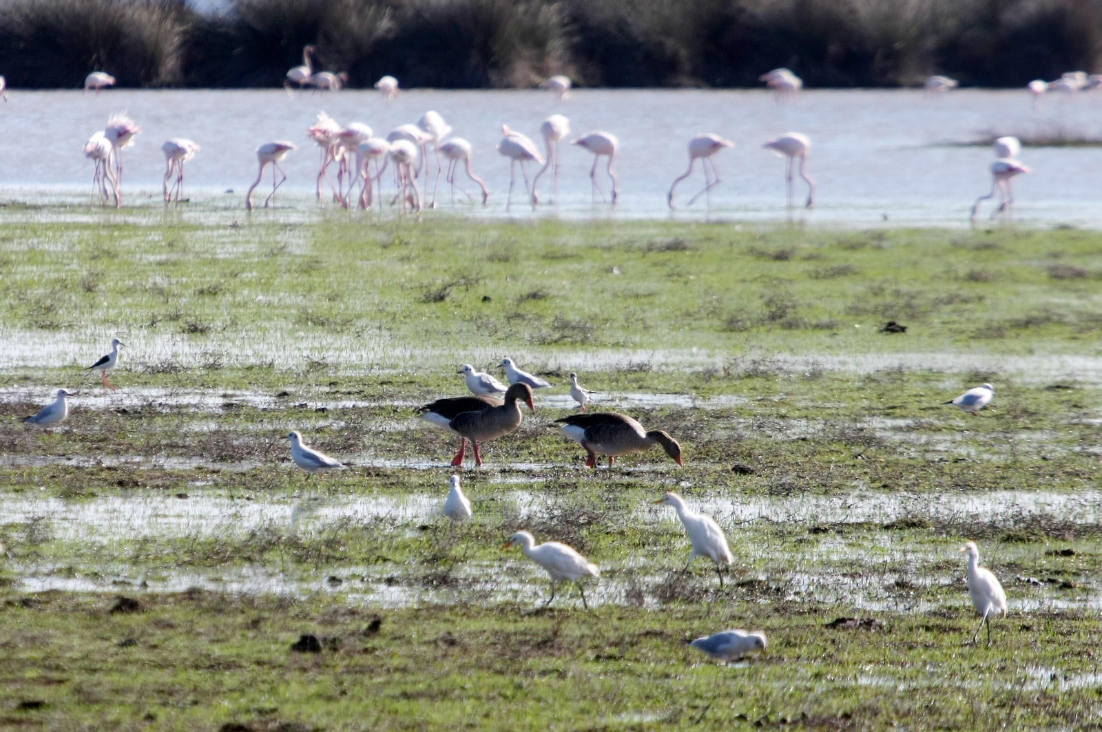 Imagen de un grupo de aves en las marismas de Doñana durante el día de ayer.