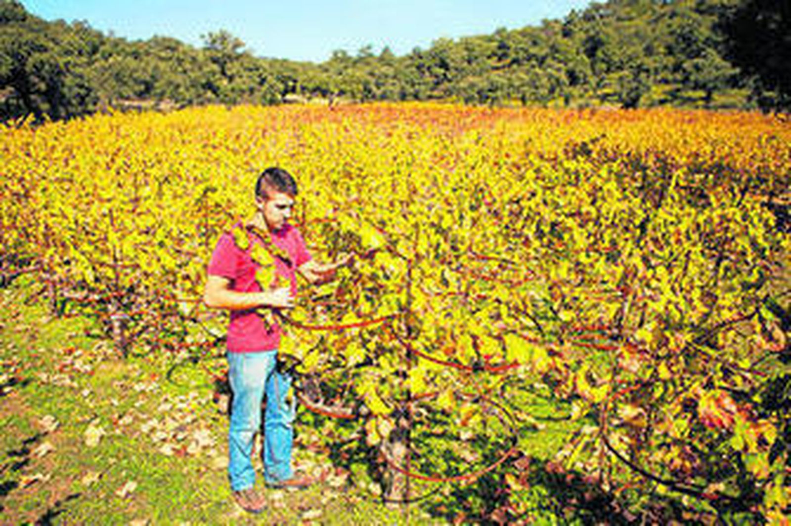 La Melonera, un proyecto viticultor único en el mundo