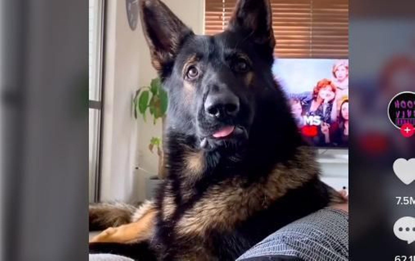 La reacción de este perro ex policía cuando escucha la palabra "cocaína" se vuelve viral