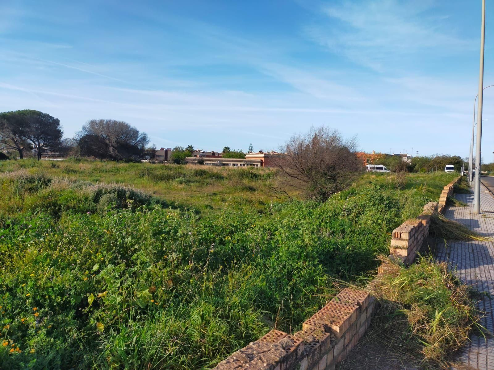 Parcela en la que se va a realizar la repoblación