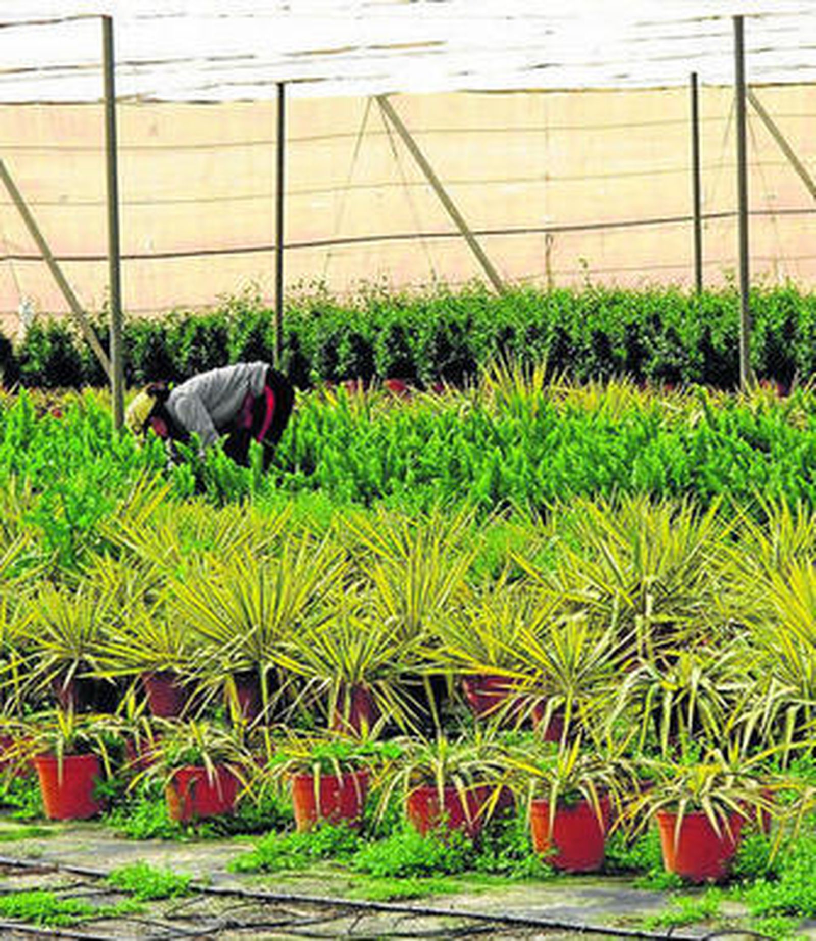 Viveros las Cunas comercializa en torno a 150 variedades de plantas.