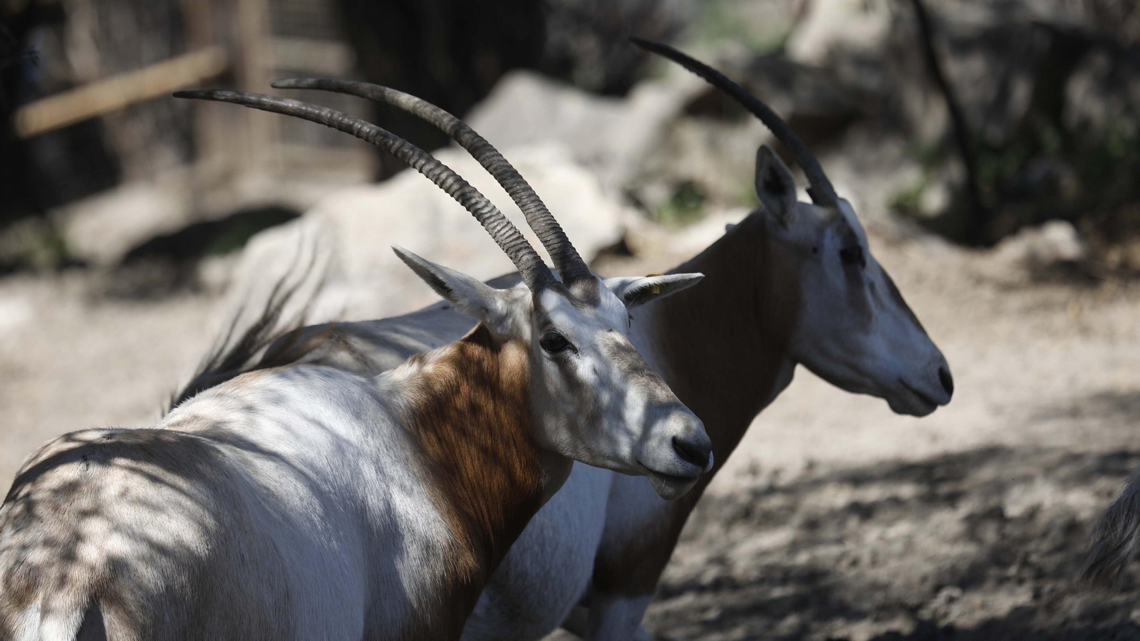 Las fotos del tigre de bengala, en la reserva "La pequeña África"